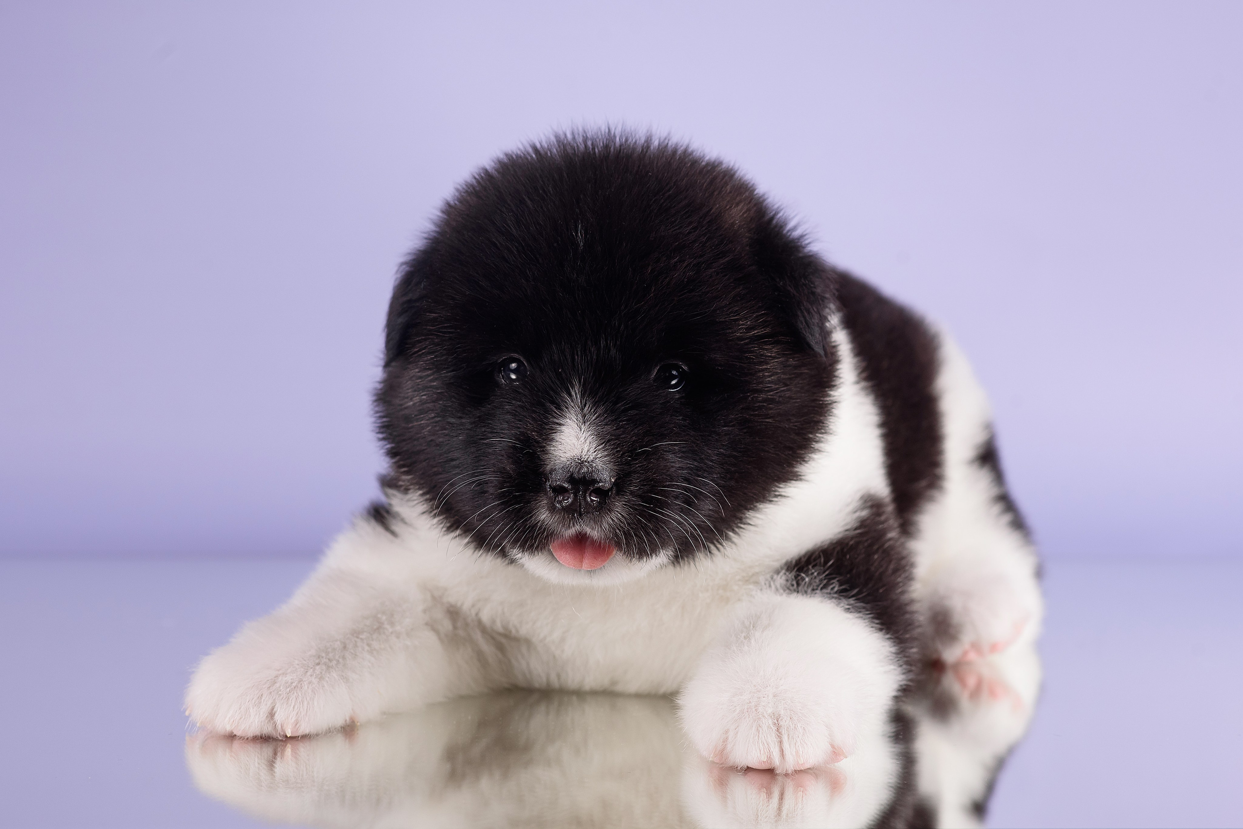 Щенки Американской Акиты — 04.11.2024. Фотограф — Анималист | Анна Абрамова