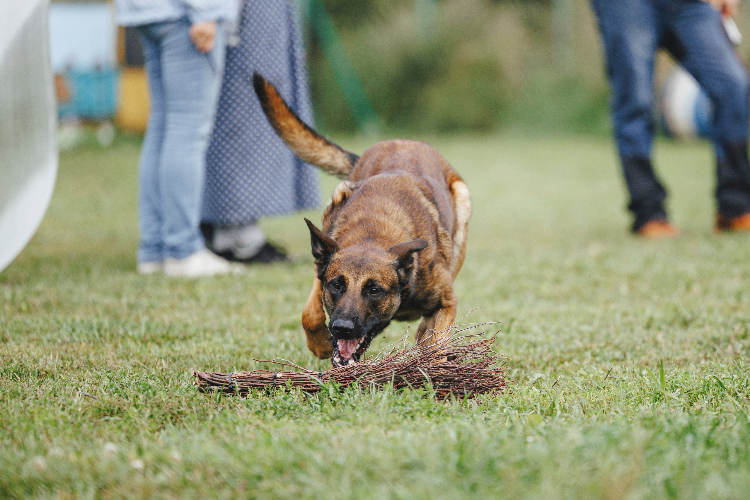 08.08.25-10.08.25 ЧР по мондьорингу г. Вологда. Фотограф-анималист Анна Маринич