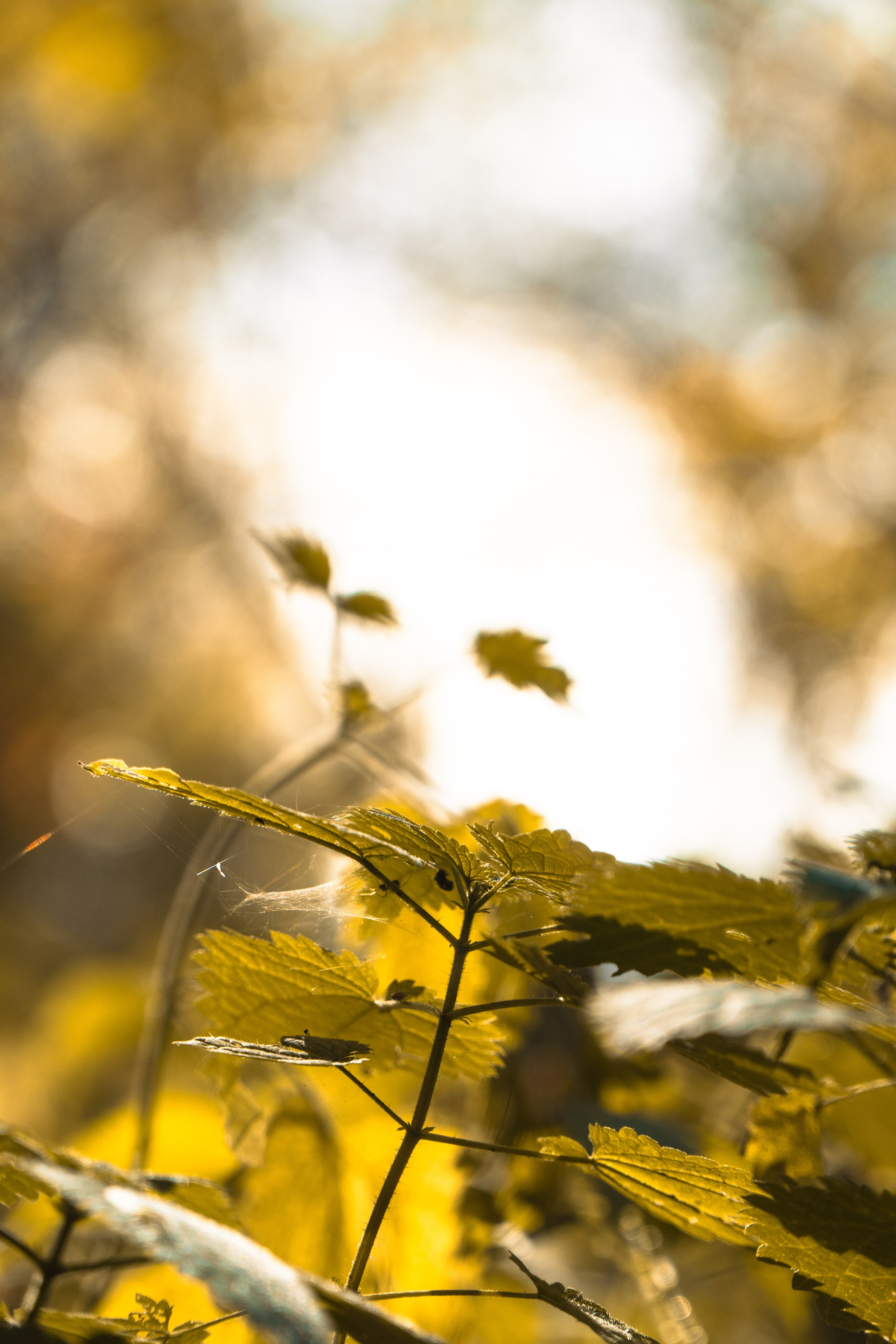 5 вёрст Наташинский 4 октября 2025. Роман Капилюшов. Бег. Фото. Видео. г. Люберцы