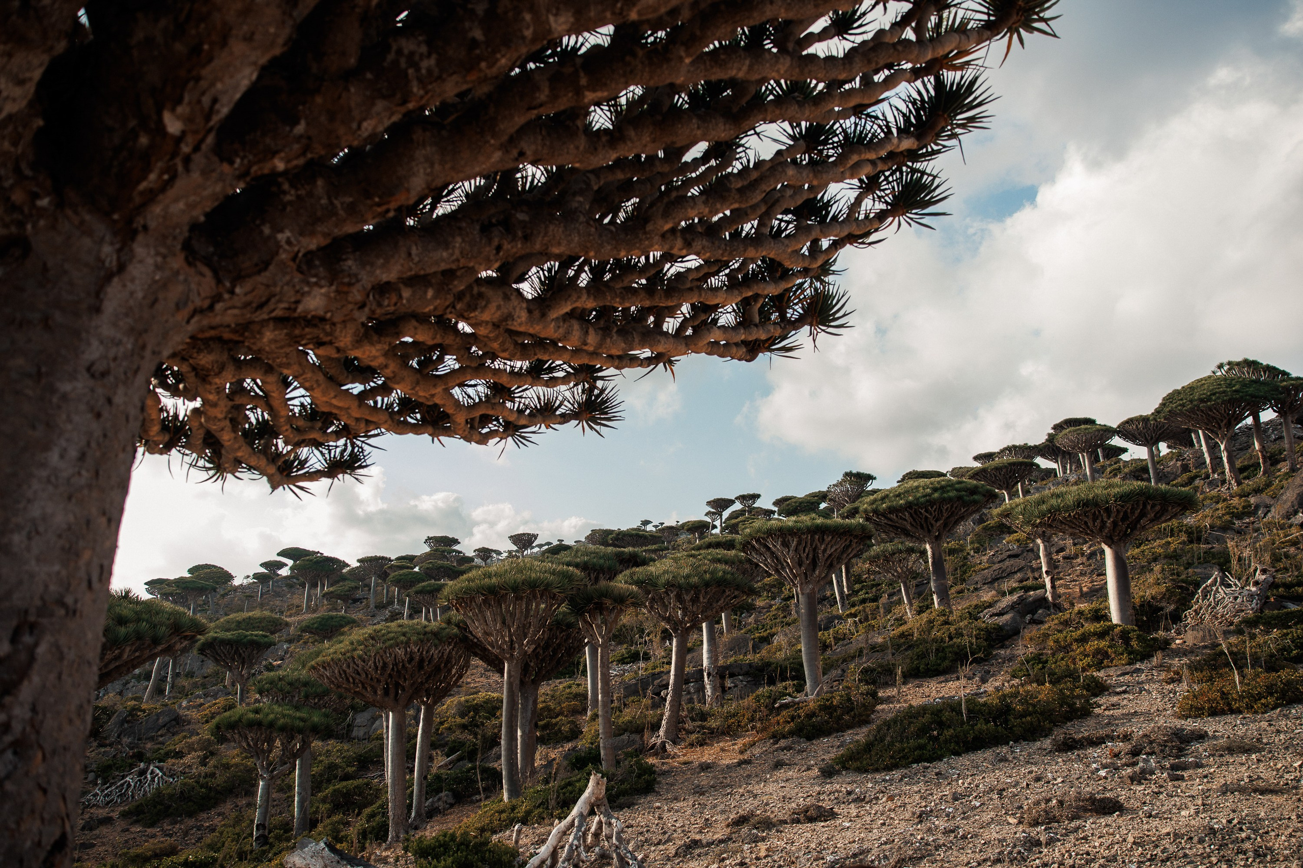 Socotra