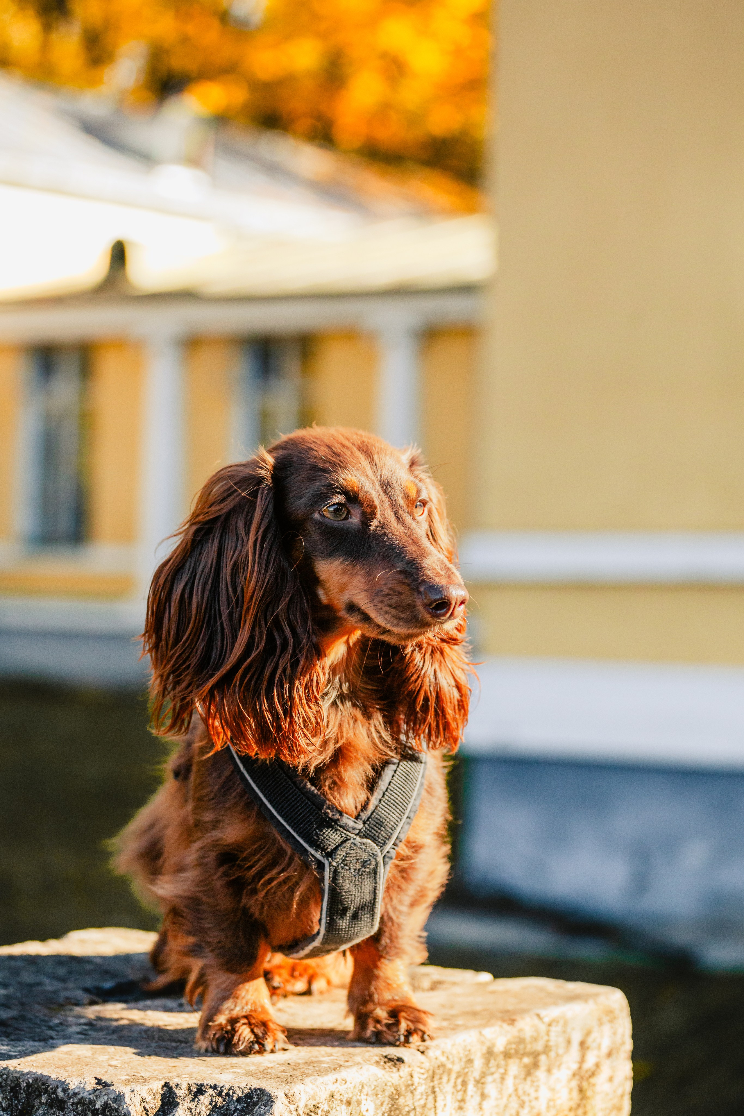 Света, Хайди, Богдана. Фотограф-анималист Татьяна Степанова