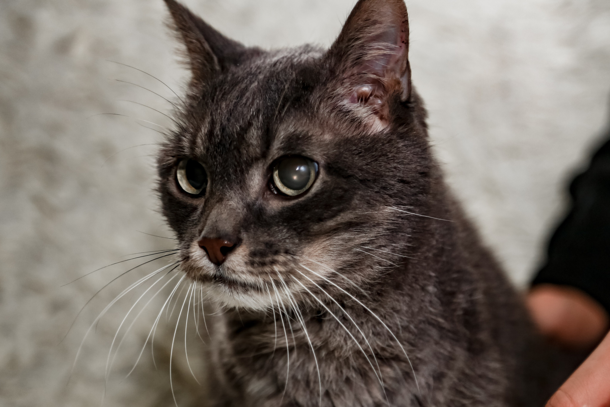 Приют Кошкин Дом Филимоша. Ваш фотограф в Оренбурге Рощупкина Екатерина