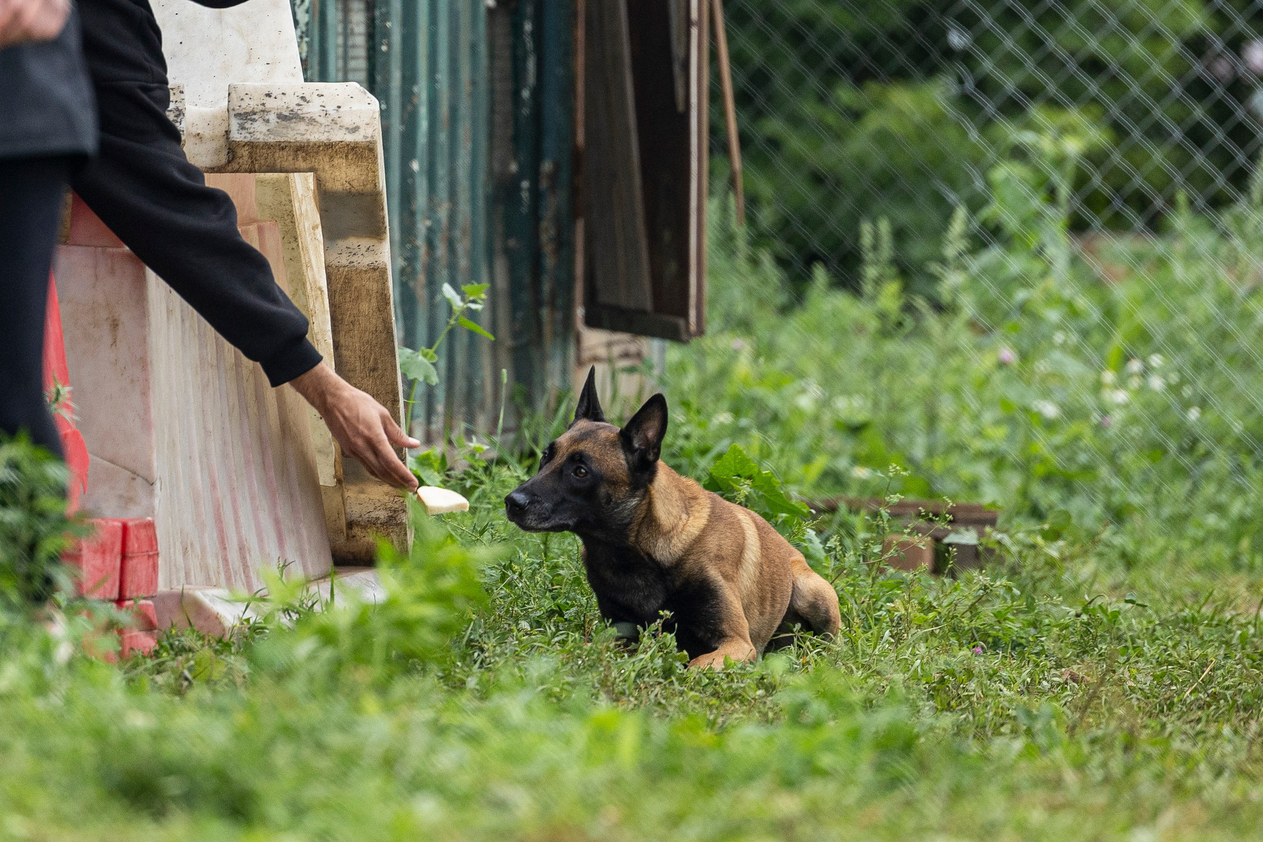 Соревнования по Мондьорингу г. Вологда 10-11.08.2024. Фотограф-анималист Анна Маринич