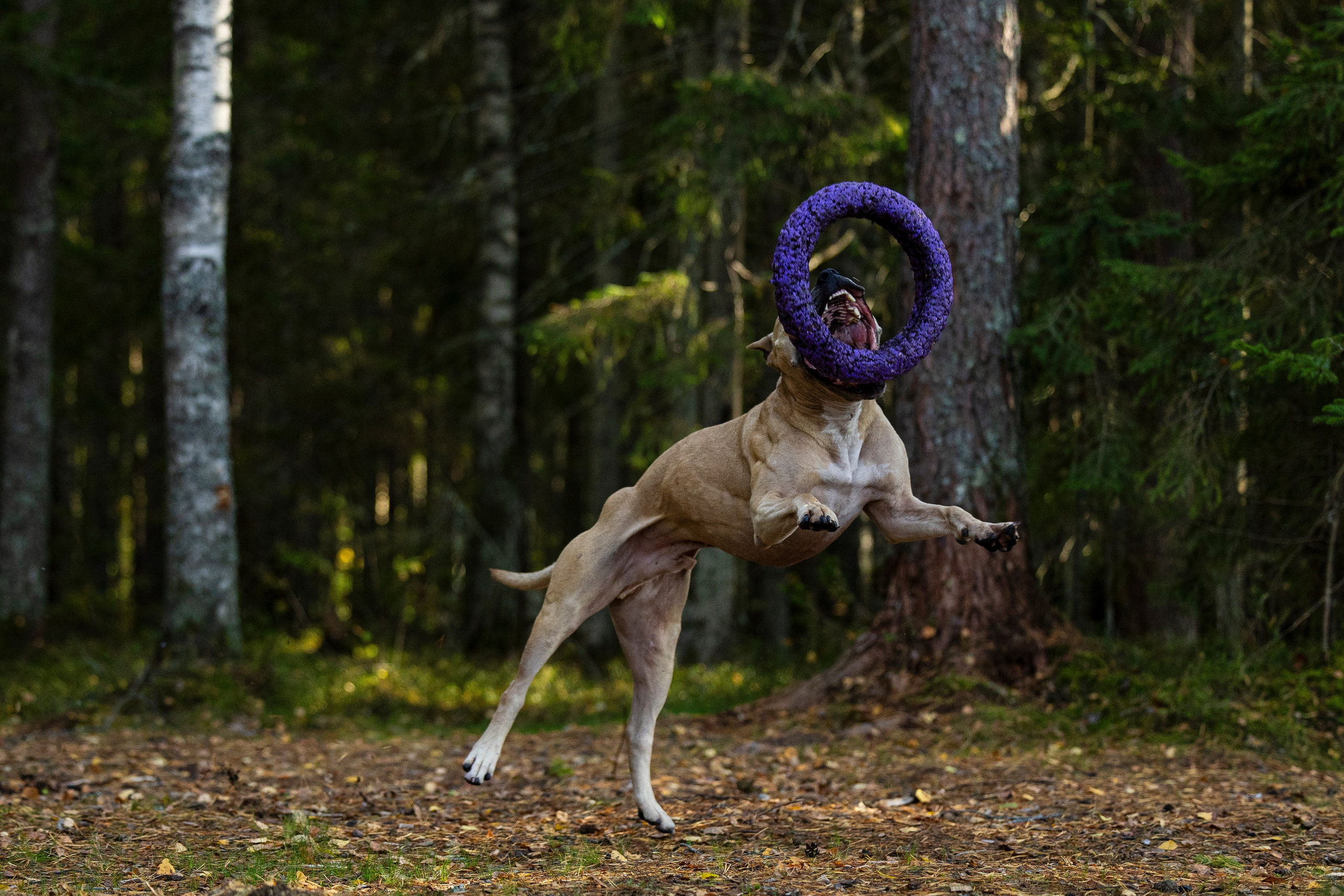 Фобос. Фотограф-анималист Анна Маринич