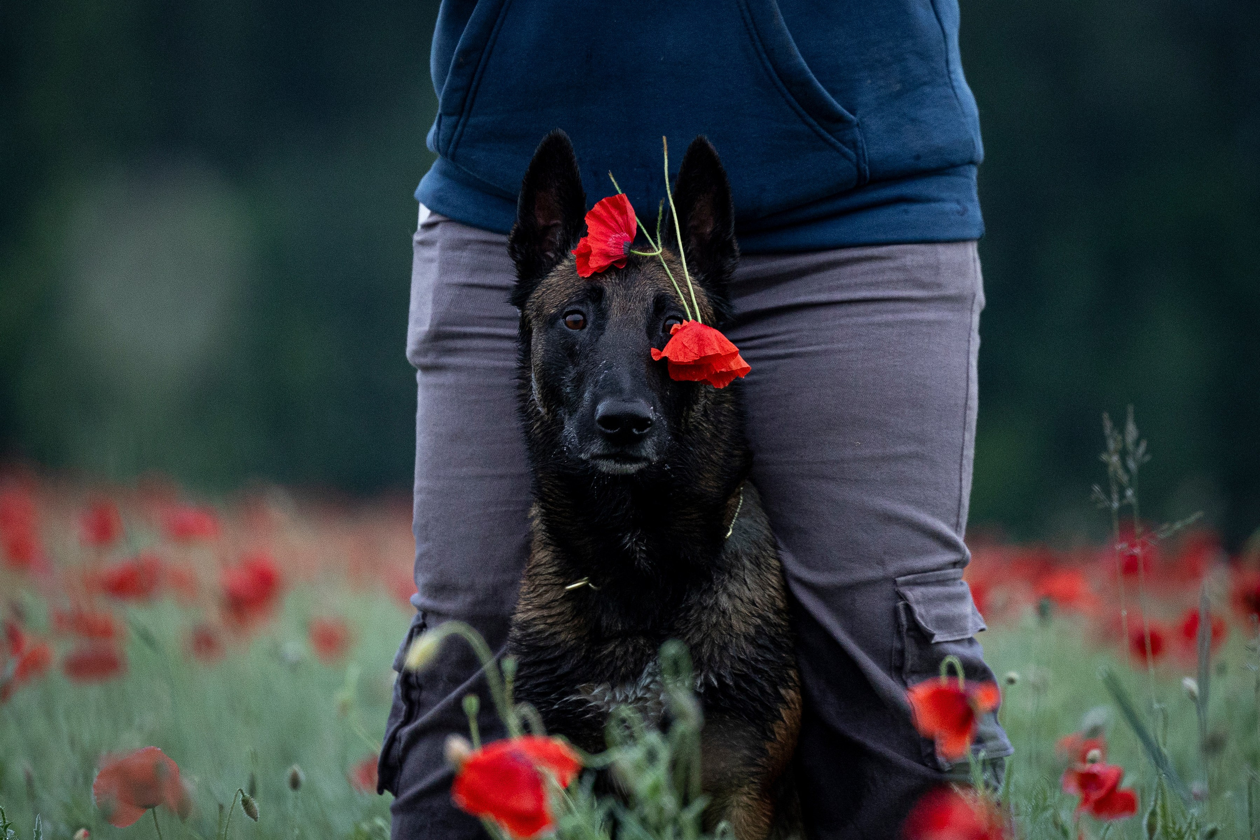 Маковое поле. Фотограф-анималист Анна Маринич