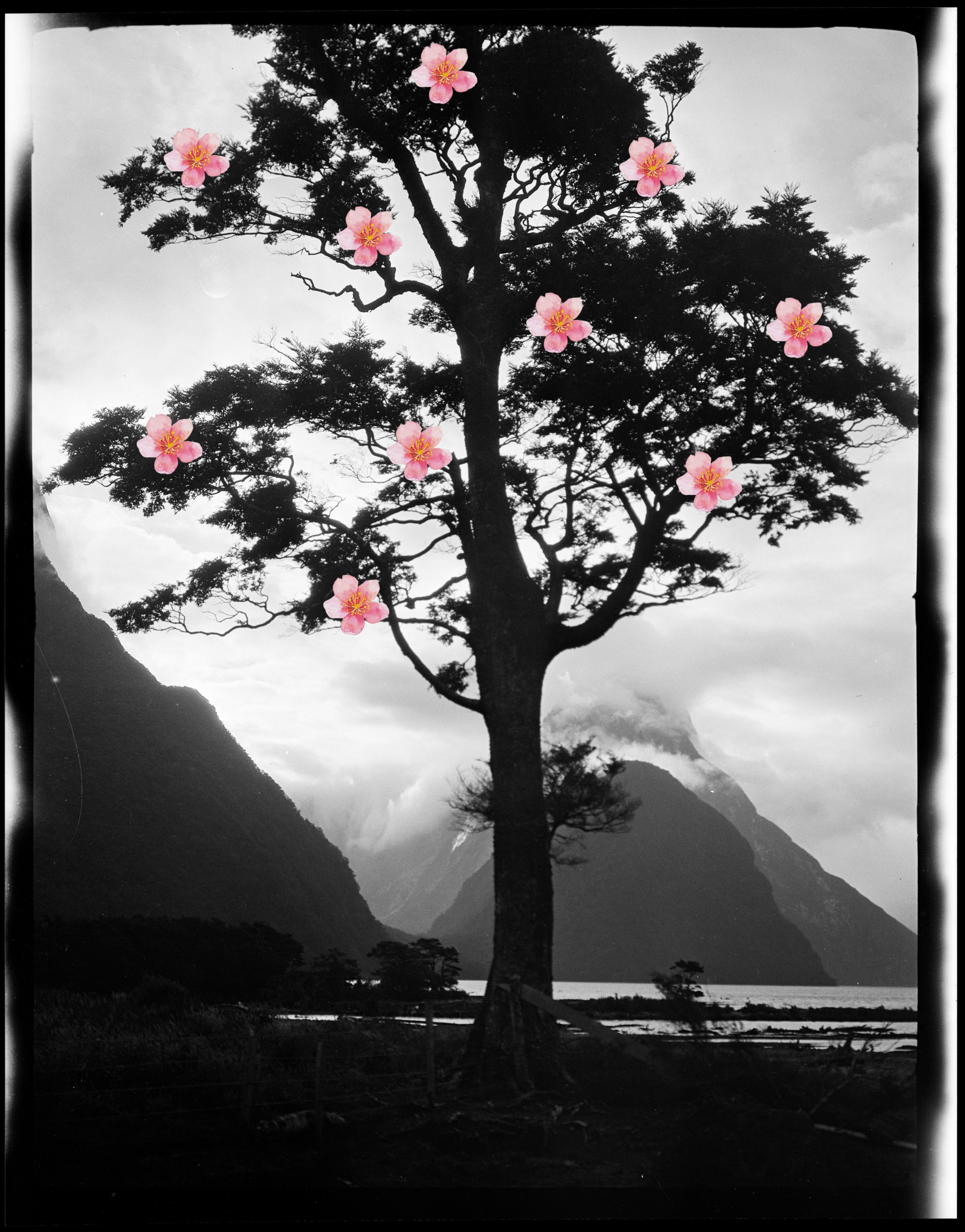 Collages. Марковы: фото, видео, кино и книги