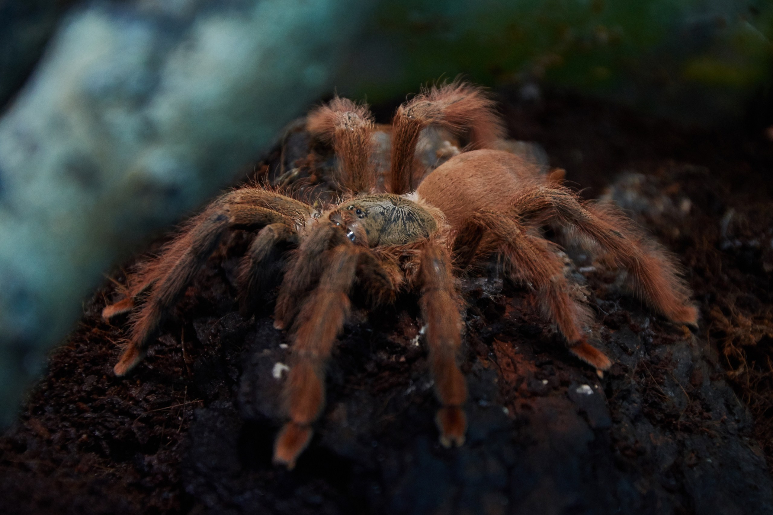 Костромской экзотариум. Ольга Чёкотова (Фотограф Кострома)