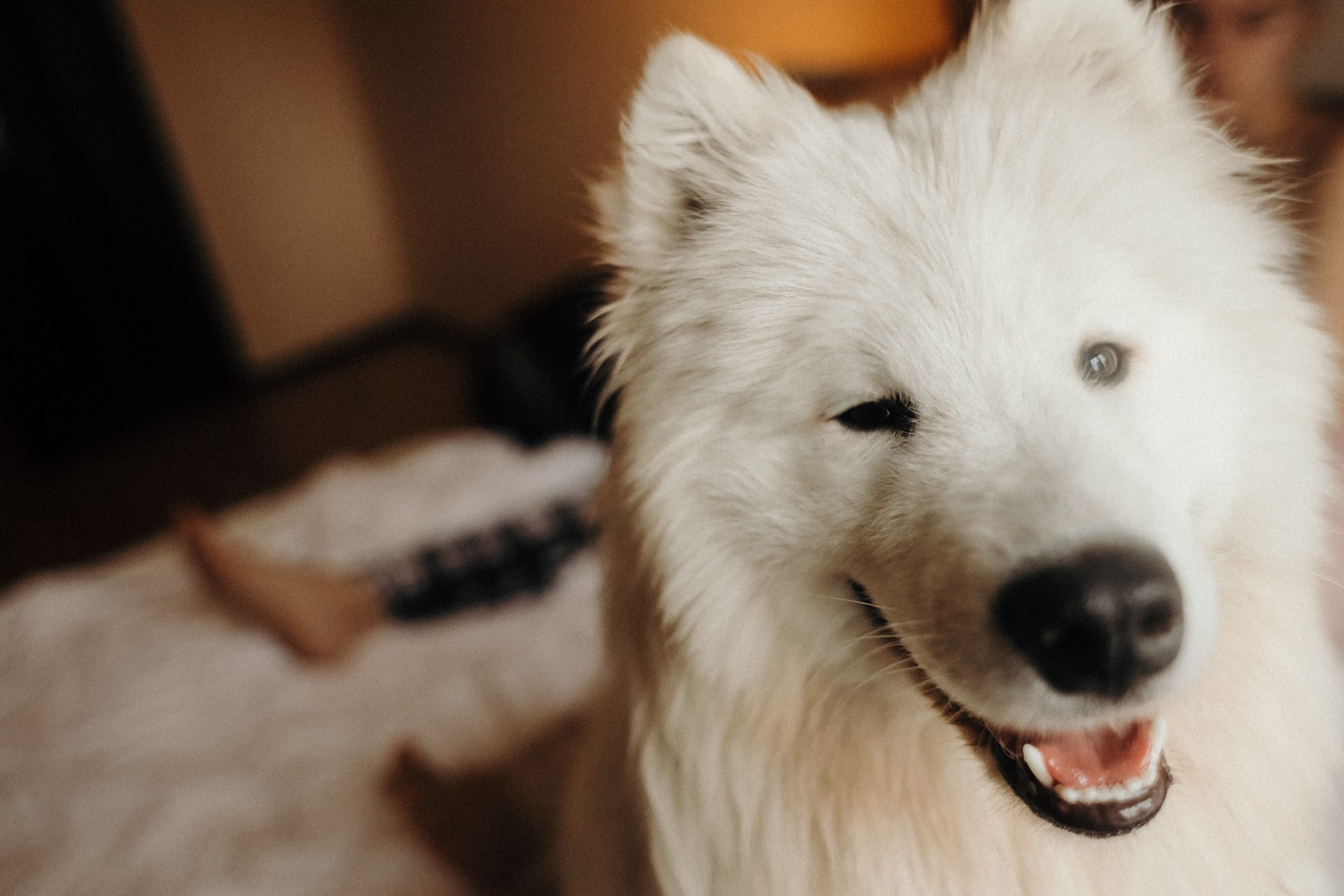 Вдвоем + 2. Фотограф Кемерово