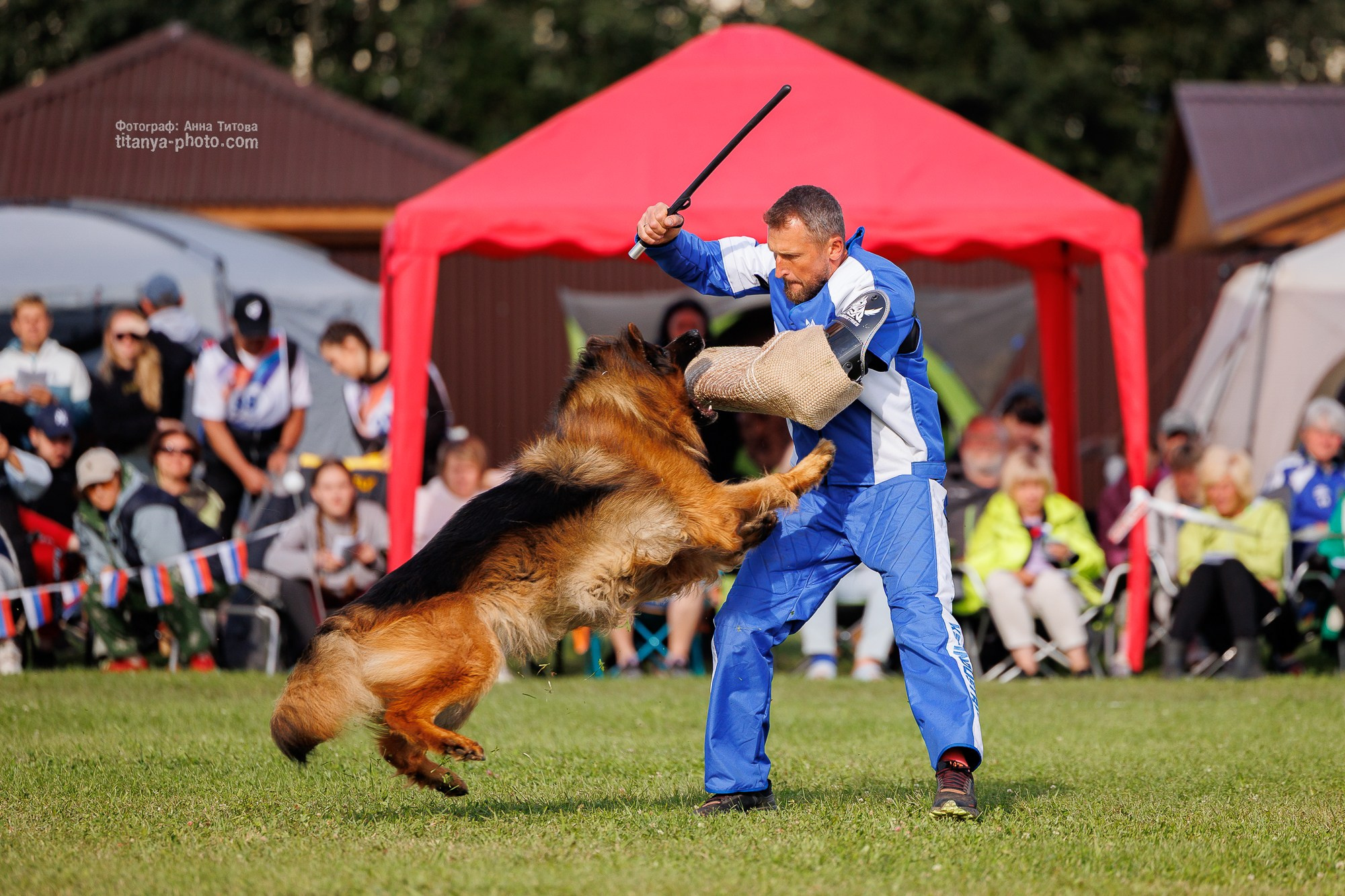Немецкие овчарки: фото из рингов и вне ринга, мутпроба (фотографии с выставок). Фотограф собак, фотограф-анималист Аня Титова (Titanya). Москва