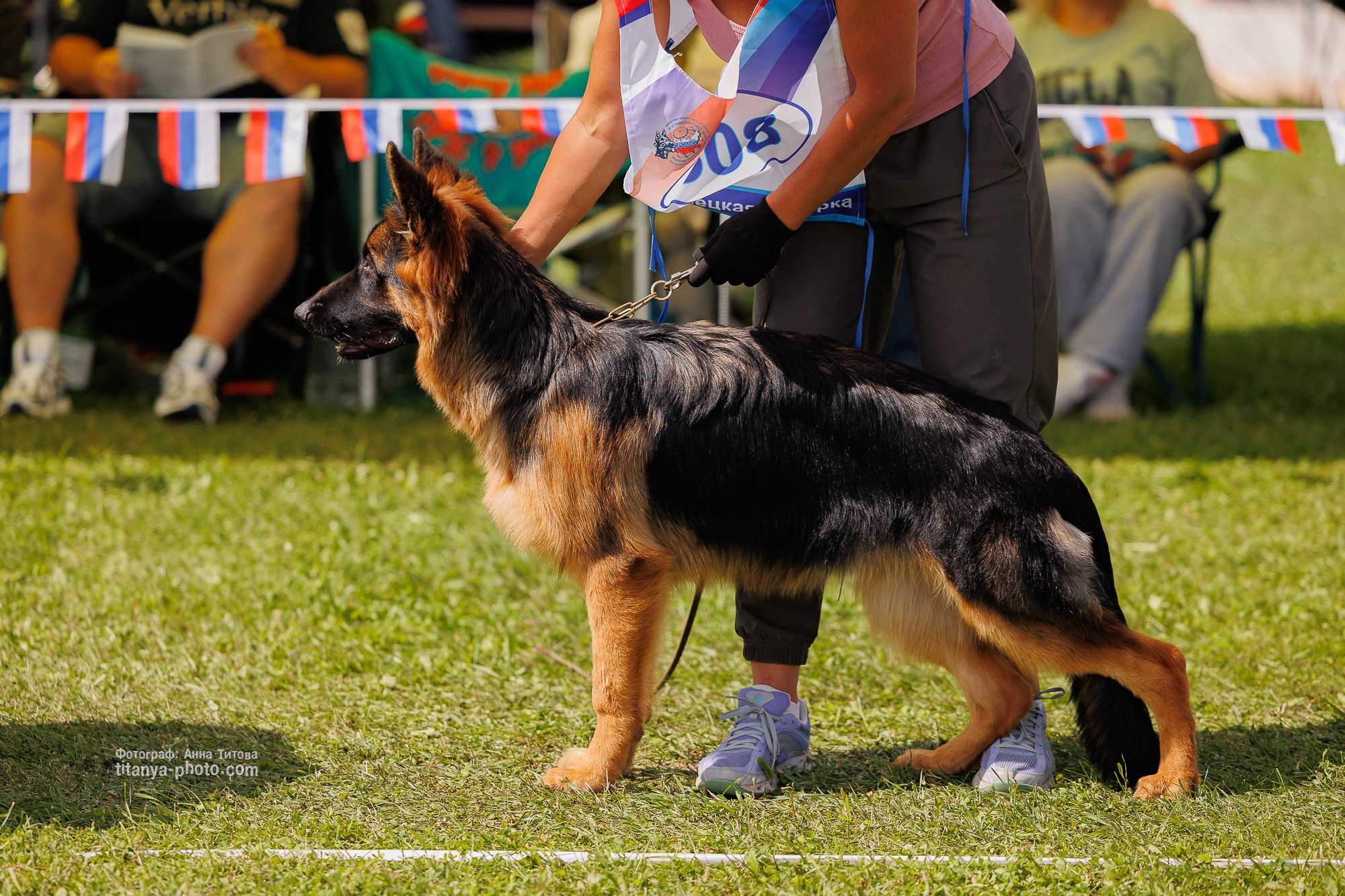 Немецкие овчарки: фото из рингов и вне ринга, мутпроба (фотографии с выставок). Фотограф собак, фотограф-анималист Аня Титова (Titanya). Москва