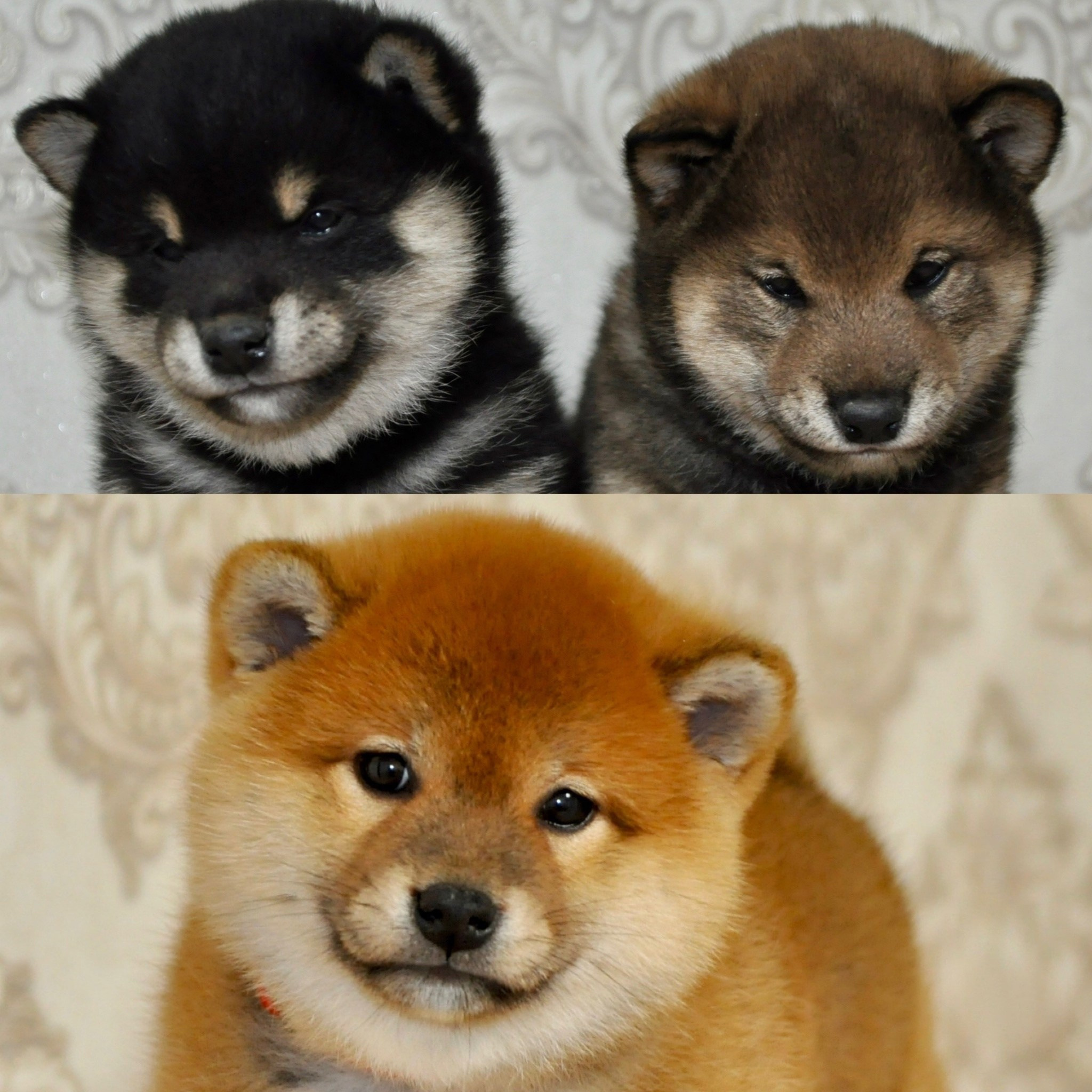 Шаман (сезам) * Шу_ Шаолинь Цукан. AMERICAN AKITA RUBYLIGHT KENNEL I SHIBA-INU