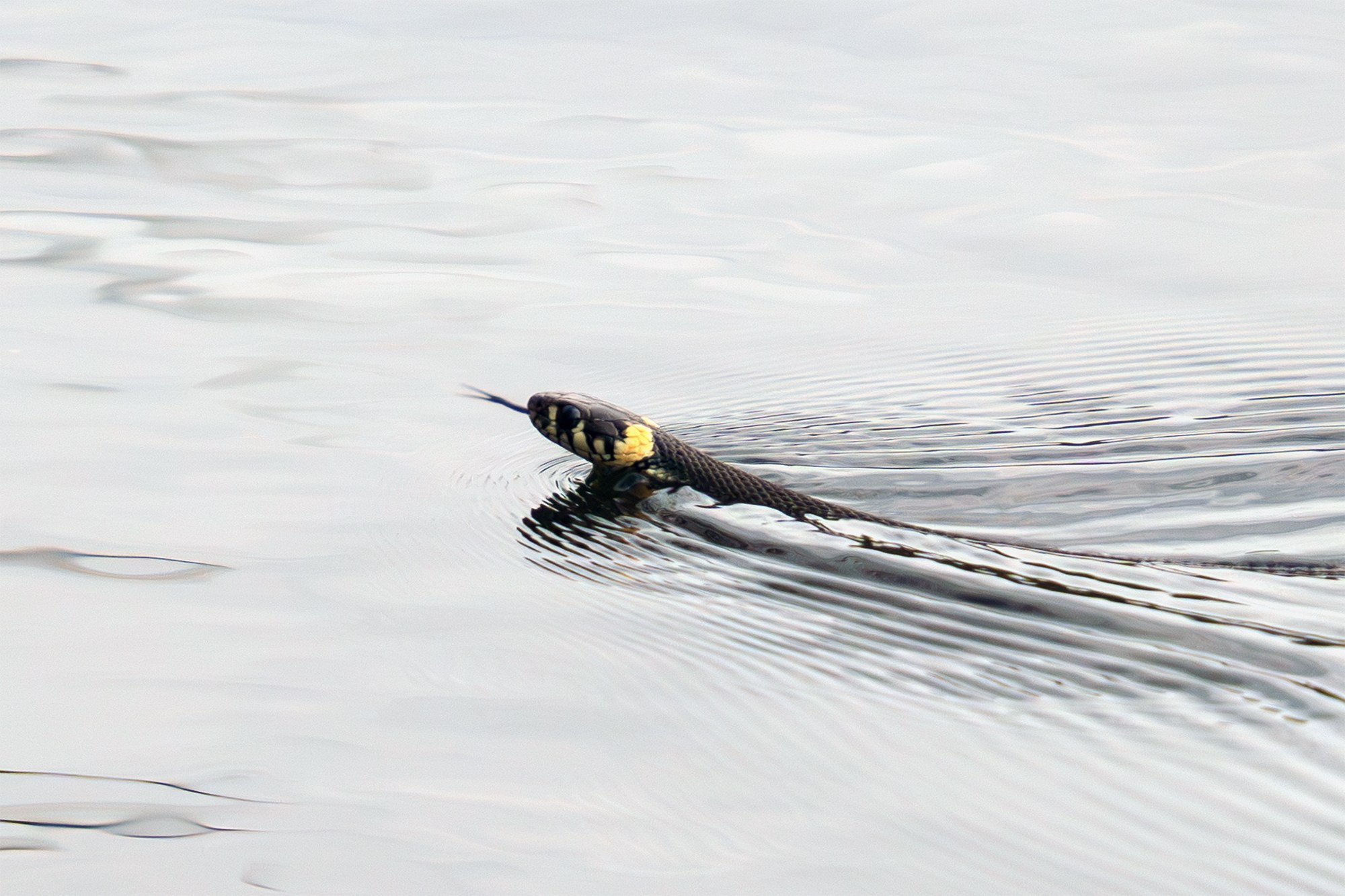Животные. Ваш личный фотограф Марина Волкова