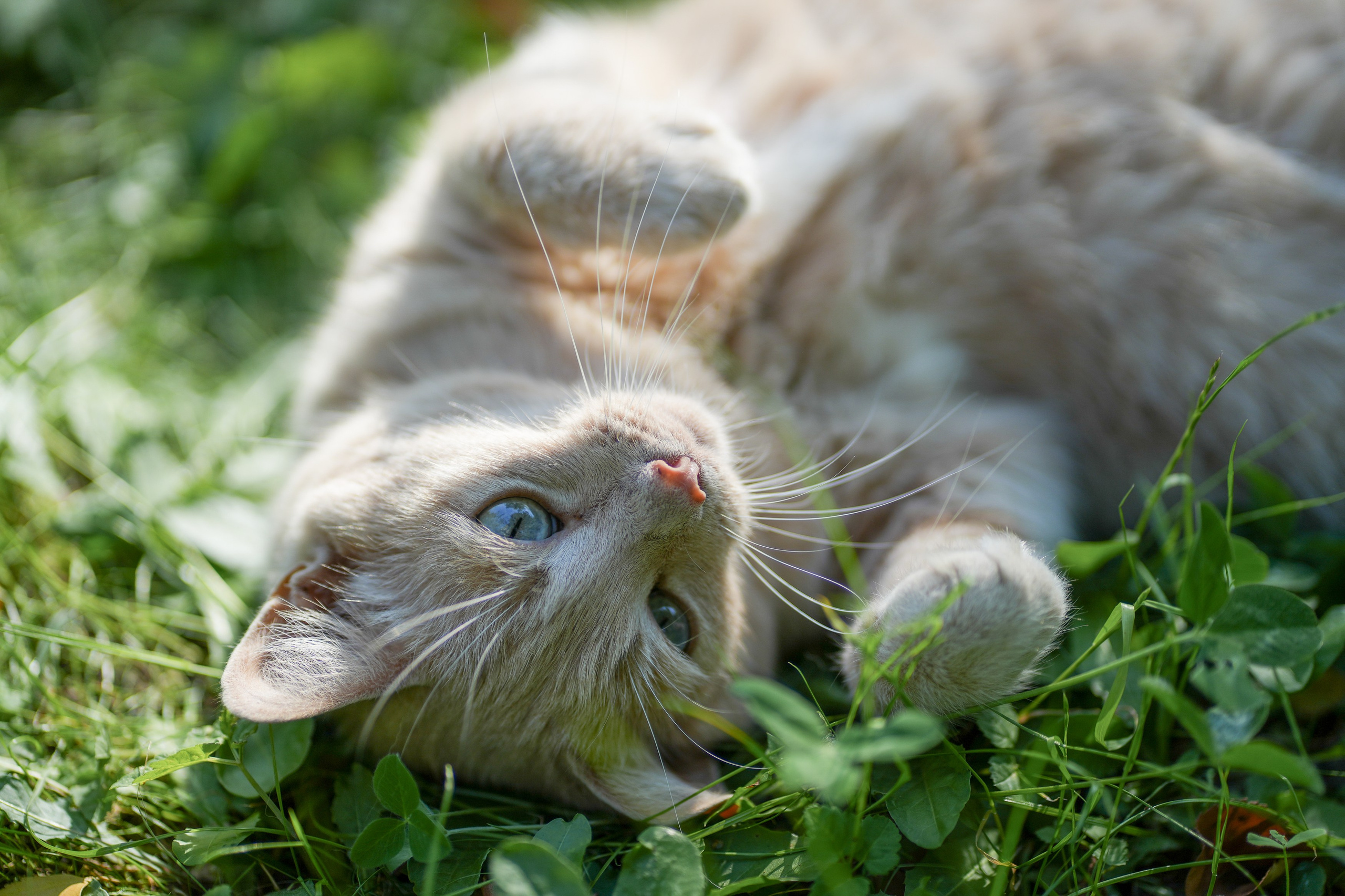 Анимализм. Портретный фотограф Олеся Владимирова в Москве