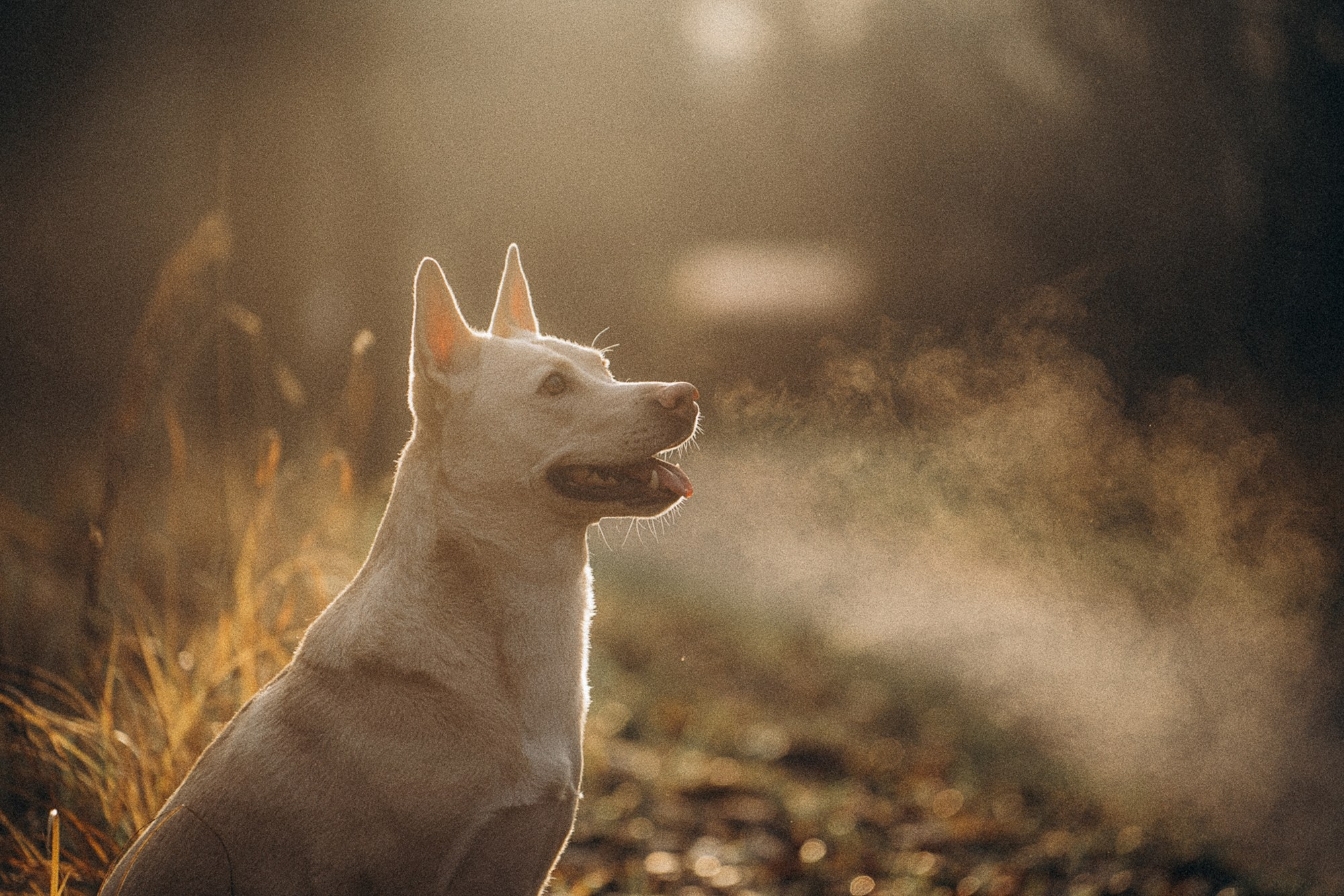 Туся. Фотограф анималист в Москве и Санкт-Петербурге Свиридова Анна