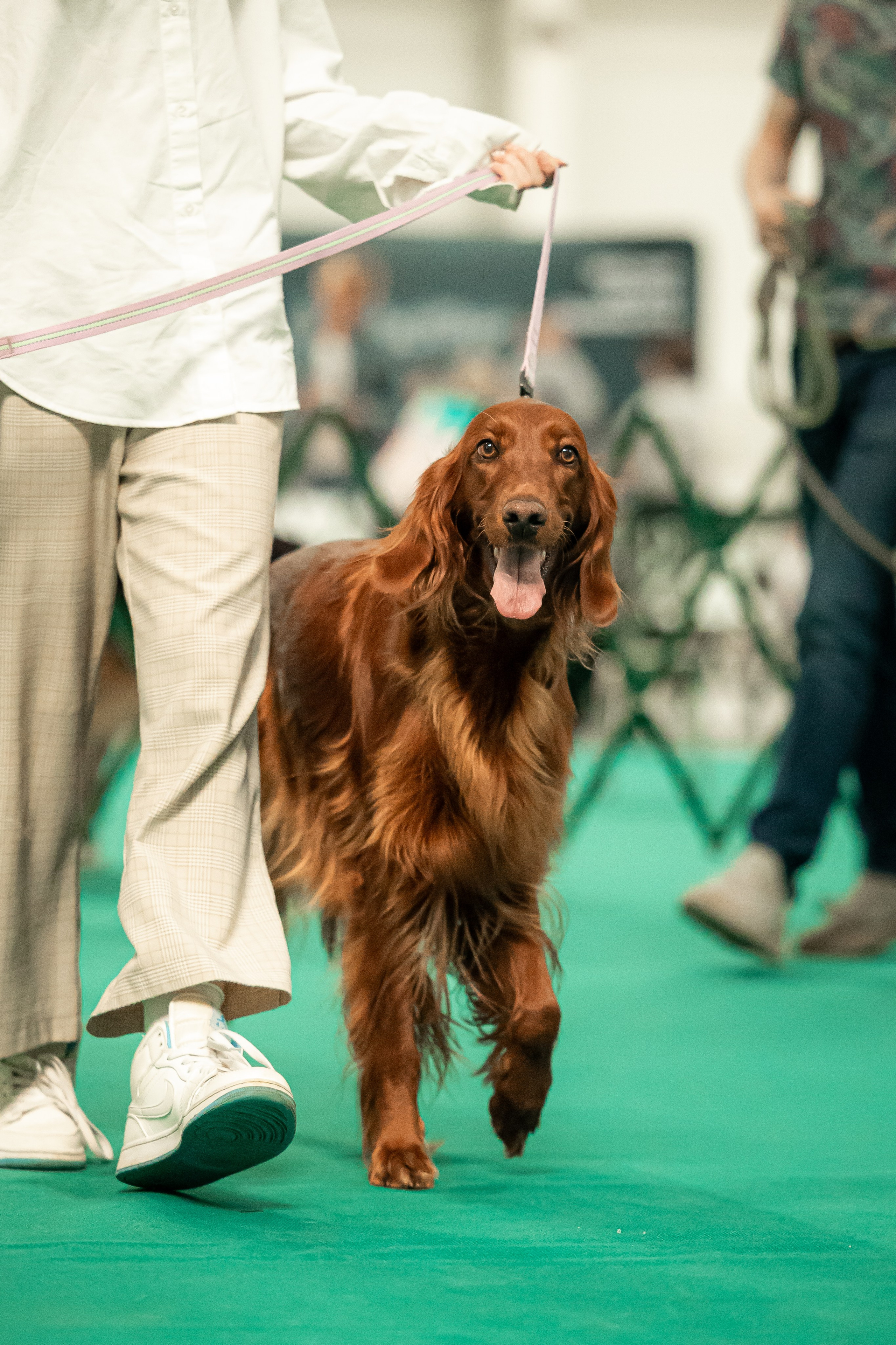 Выставка сеттеров 19.05.24