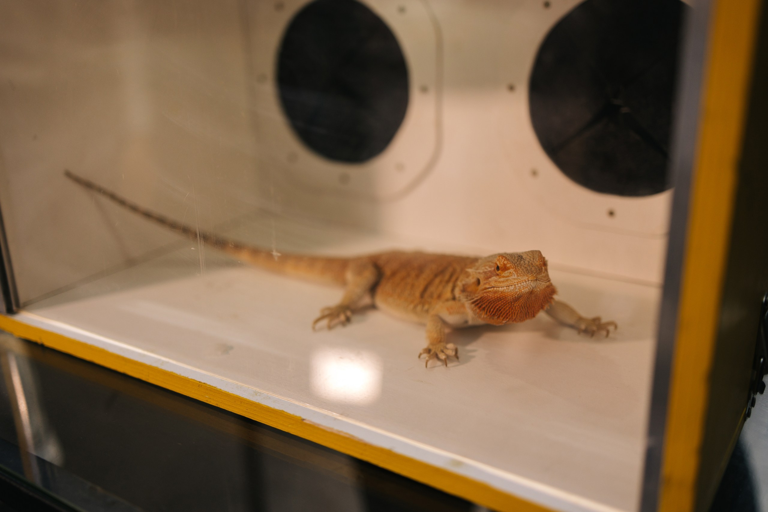 -Давай сделаем вид, что мы нормальные? -НЕТ. Свадебный фотограф Москва Мотеюнайте Виктория