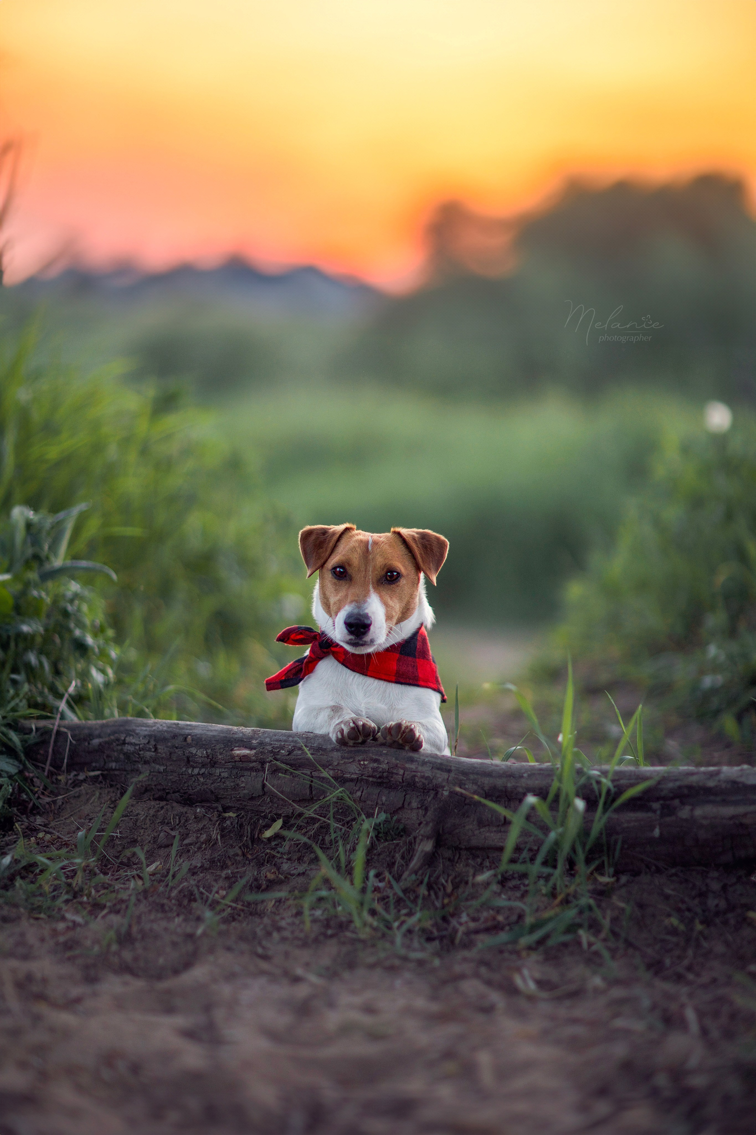 Съемки питомца. Фотограф-анималист в Москве Дорн Мелани