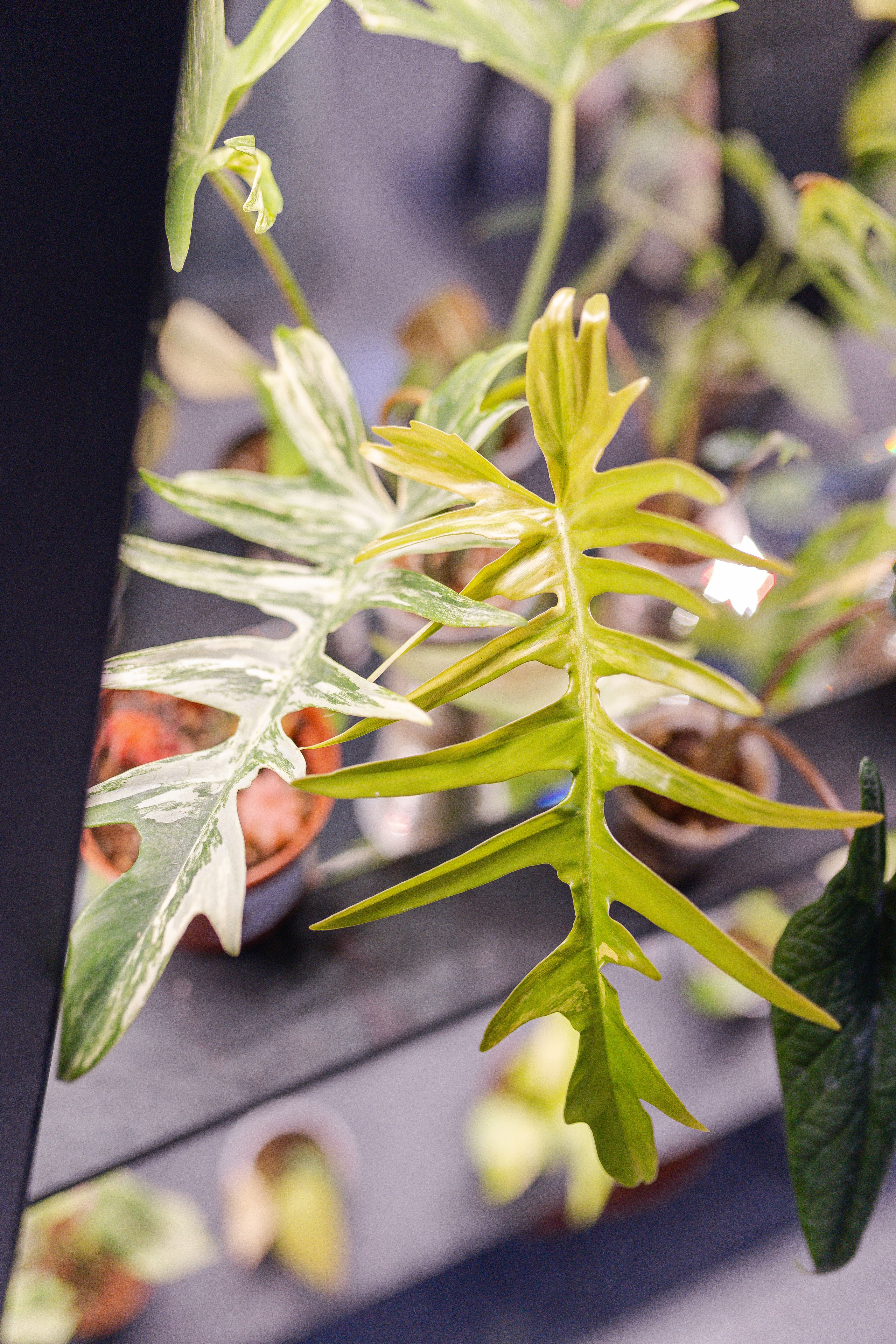 Орхидиум 12.2025. Александра Куликова фотограф, Москва