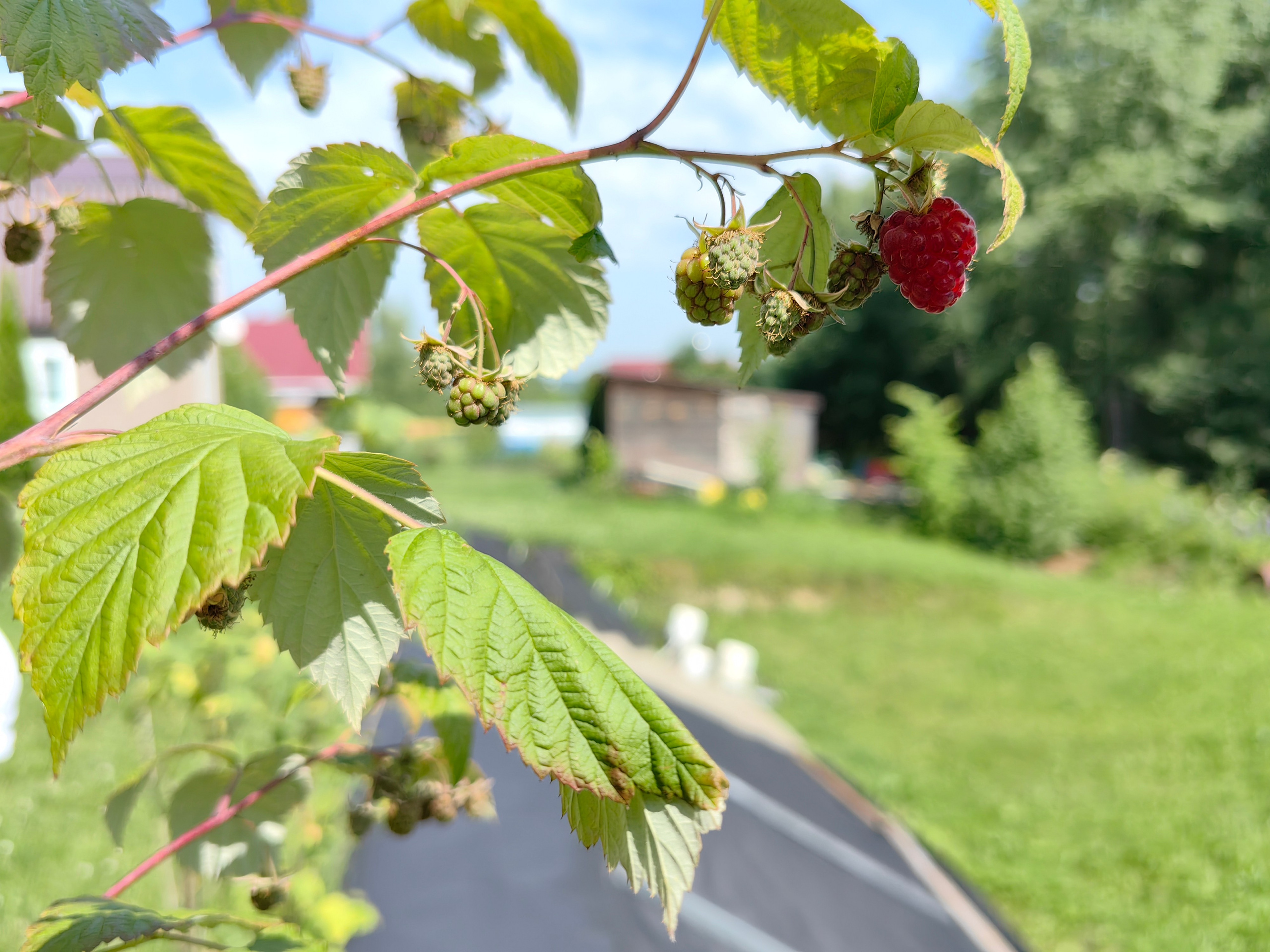 Галерея Huawei p60. Константин Устинов — фотограф