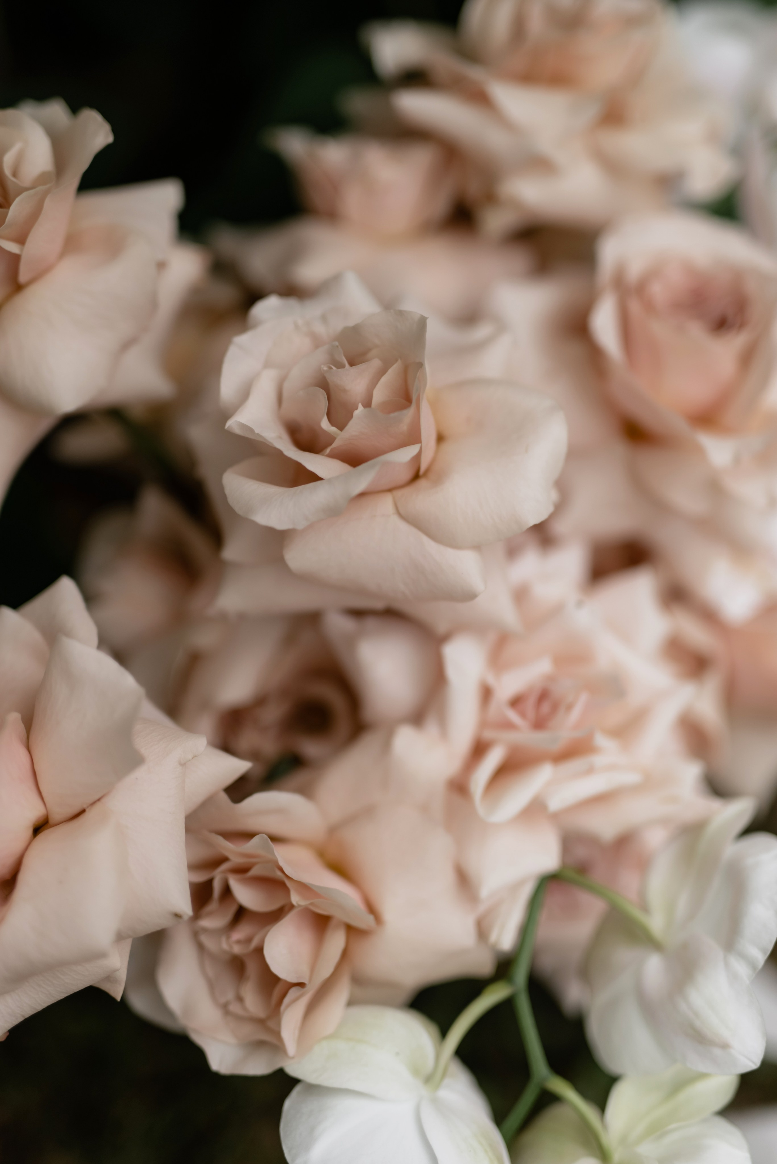 Evgeniy|Diana. Свадебный фотограф в Минске и Санкт-Петербурге Вероника Аксенова