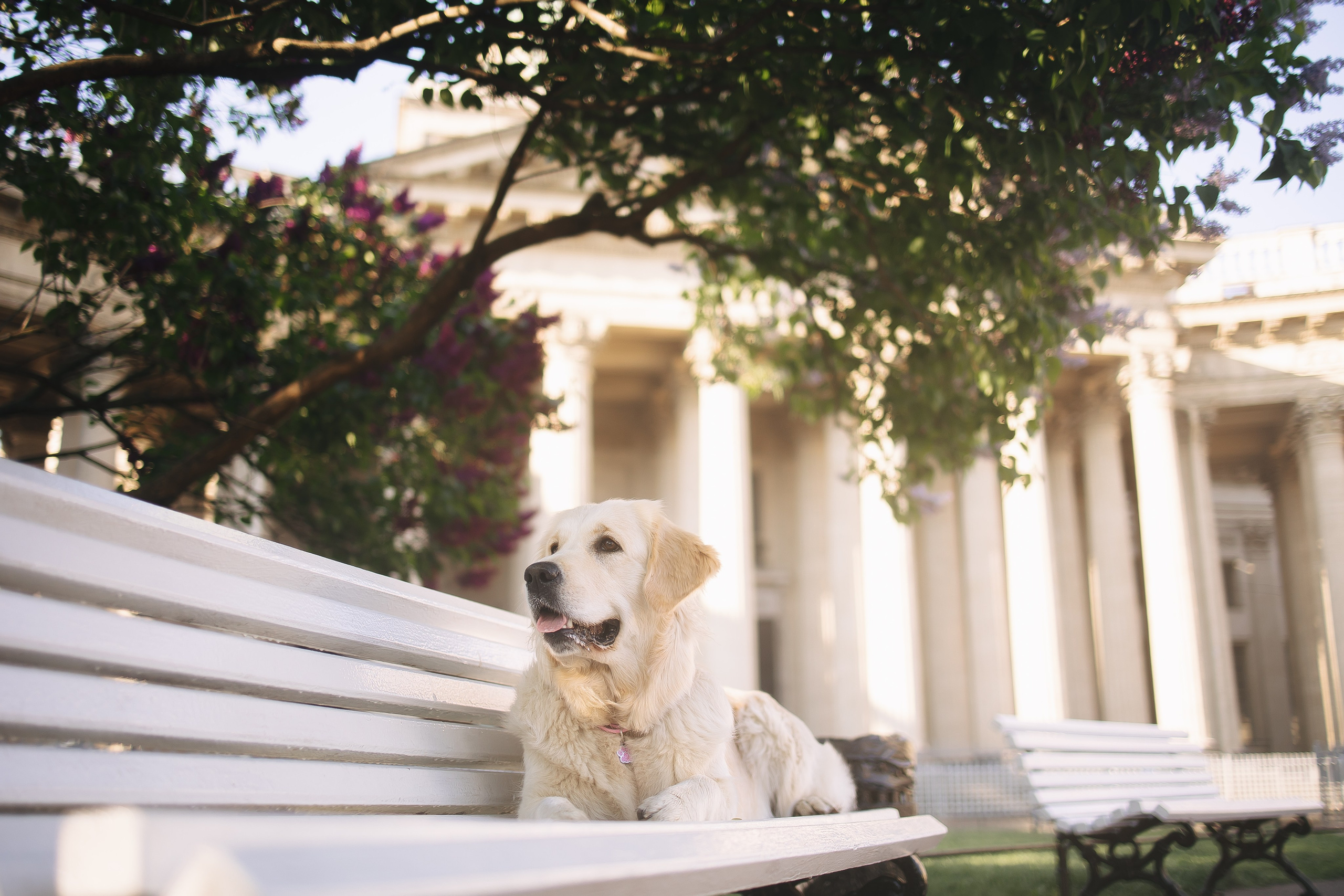Золотистый ретривер Мона, Питер. Свадебный и женский фотограф