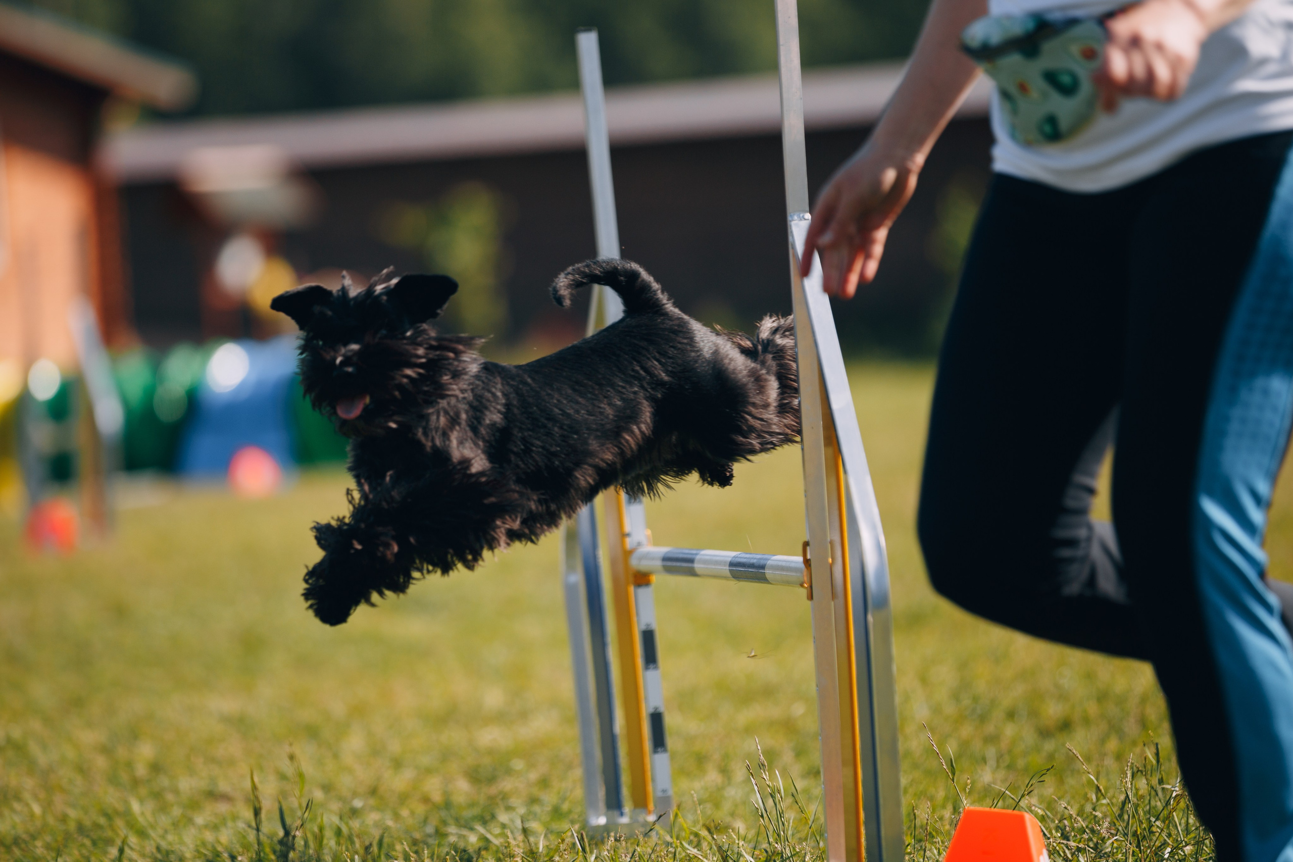 Кинологический лагерь в Горыныче. Фотограф анималист Кристина Карпова, Москва