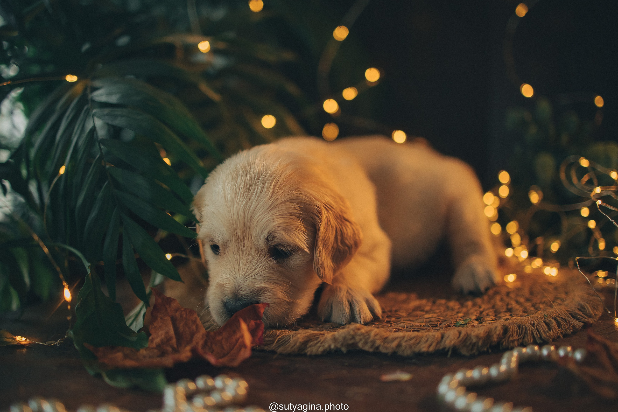Фиолетовая лента. Свадебный и женский фотограф