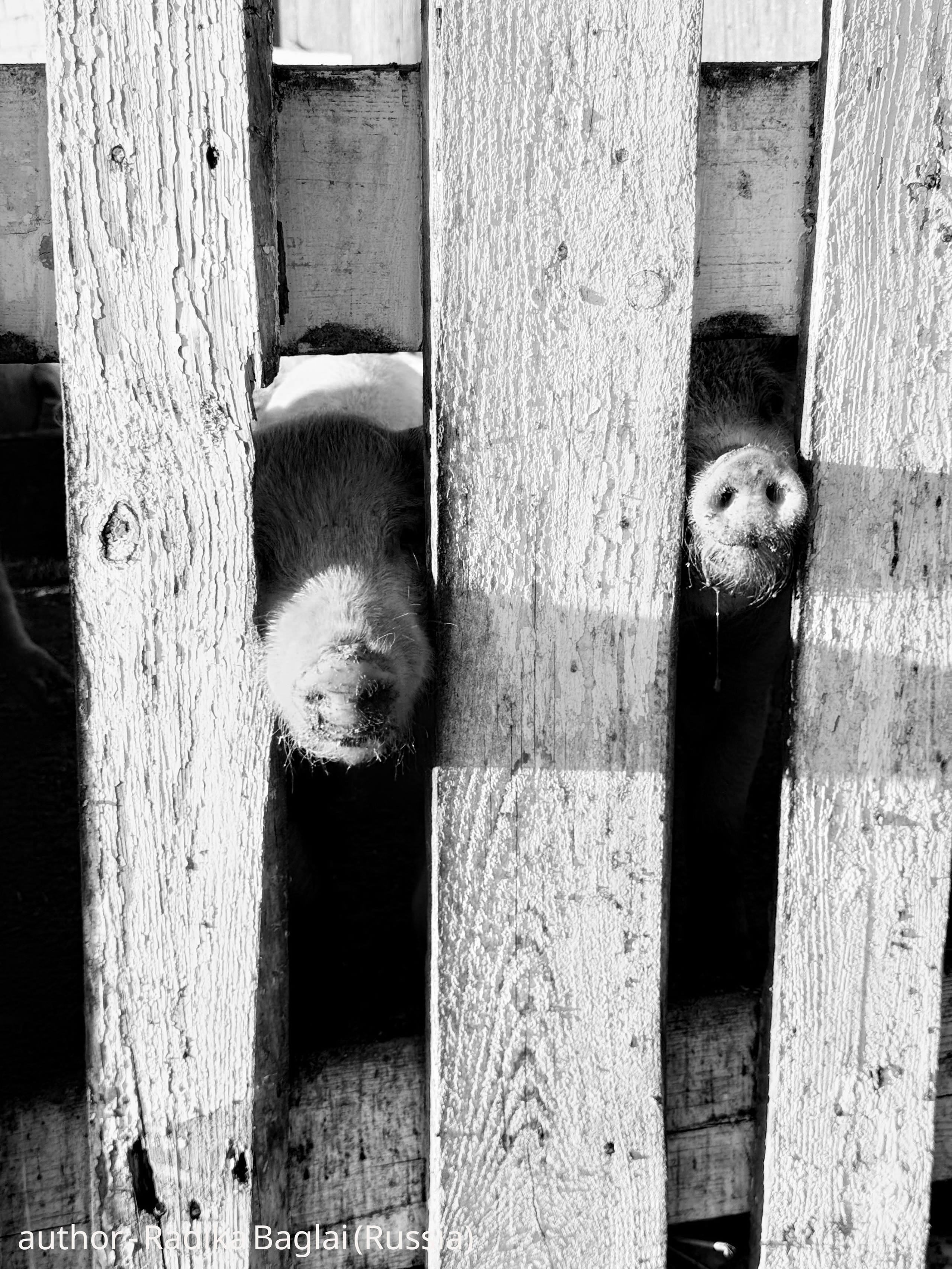Black & White. UNUSUAL TALENT magazine