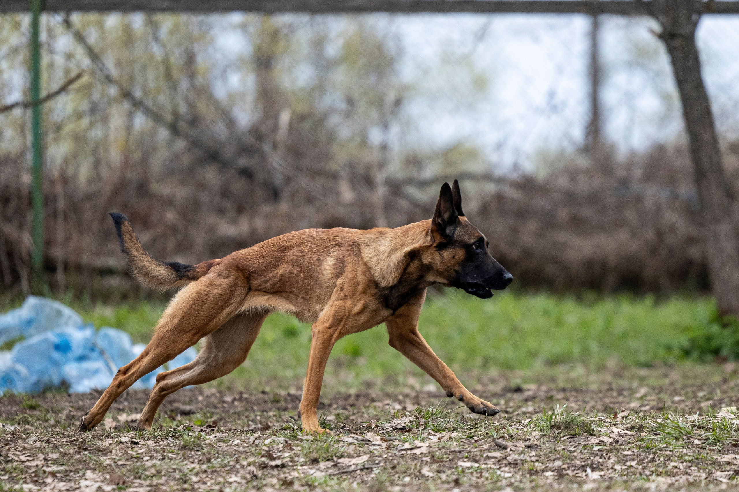 Квалификационные состязания по мондьорингу г. Вологда 11.05.24. Фотограф-анималист Анна Маринич