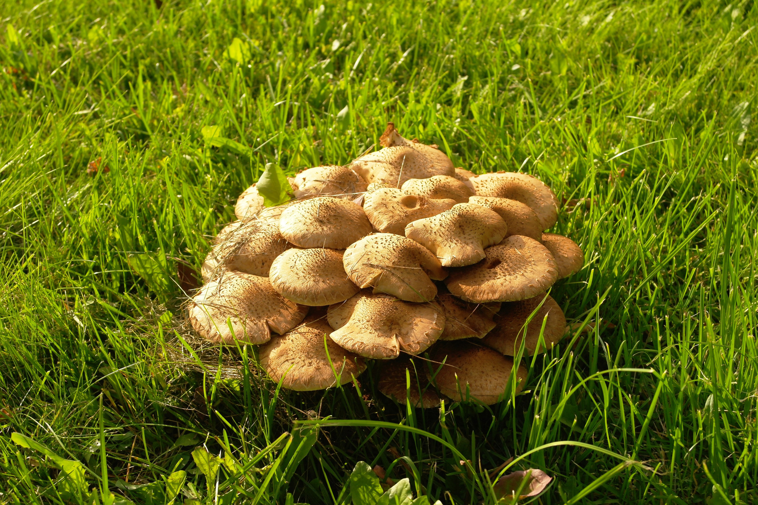 Сентябрь 2025. Den Mirov — Фотограф, Музыкант