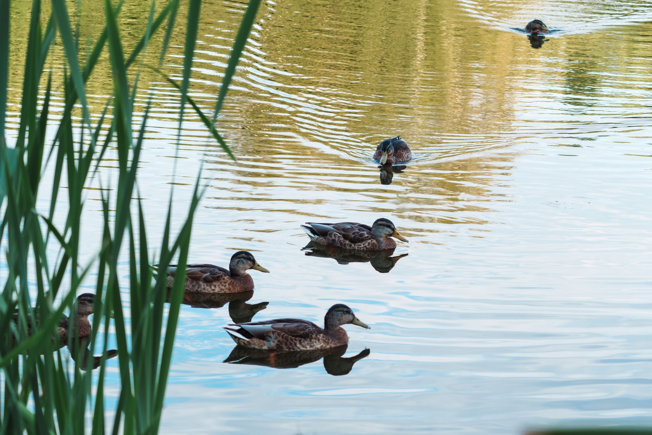 Животные. Фотограф в Санкт-Петербурге Ибрагимова Алина