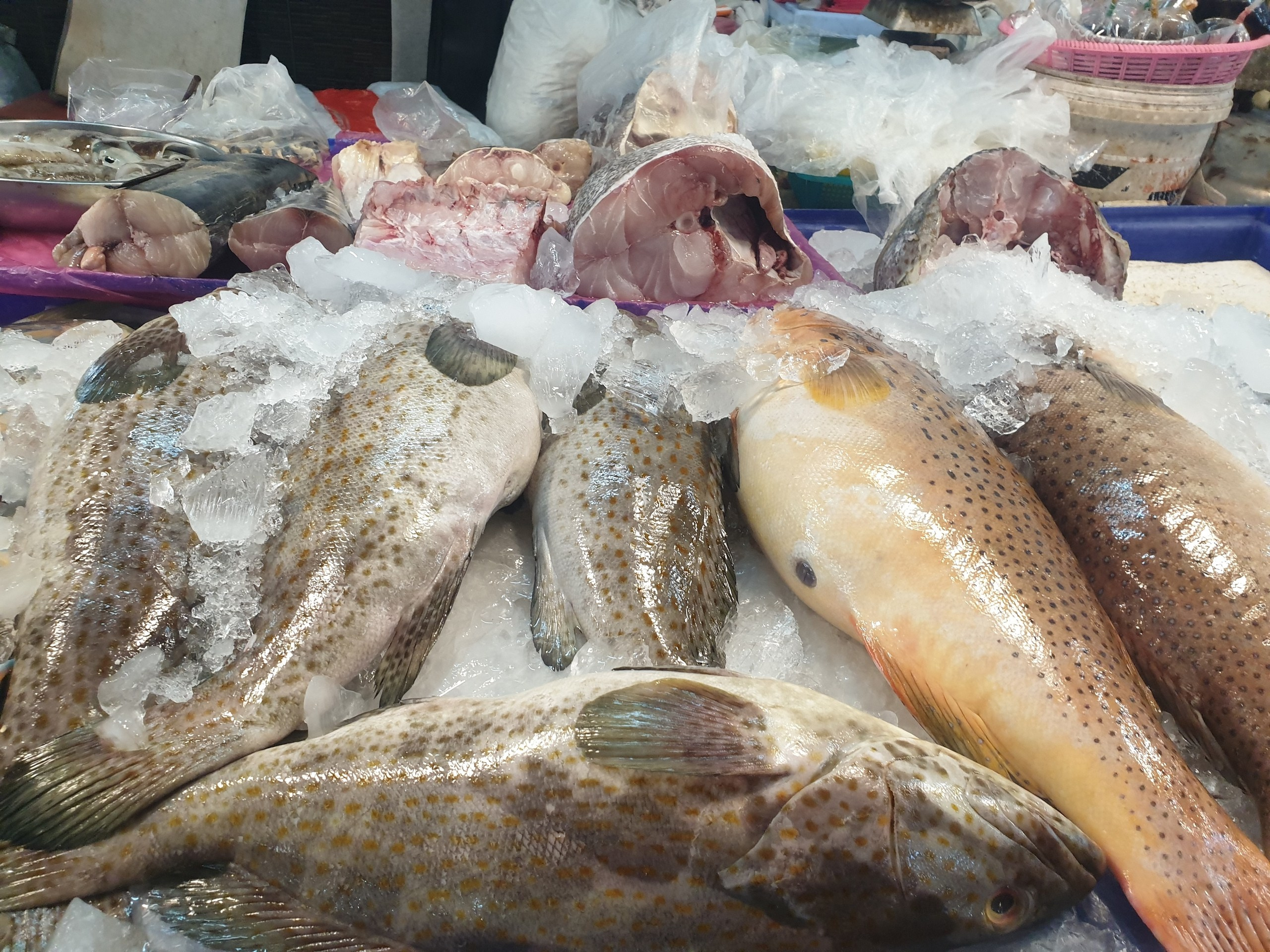 Таиланд | январь–февраль 2024. Галерея Фантим