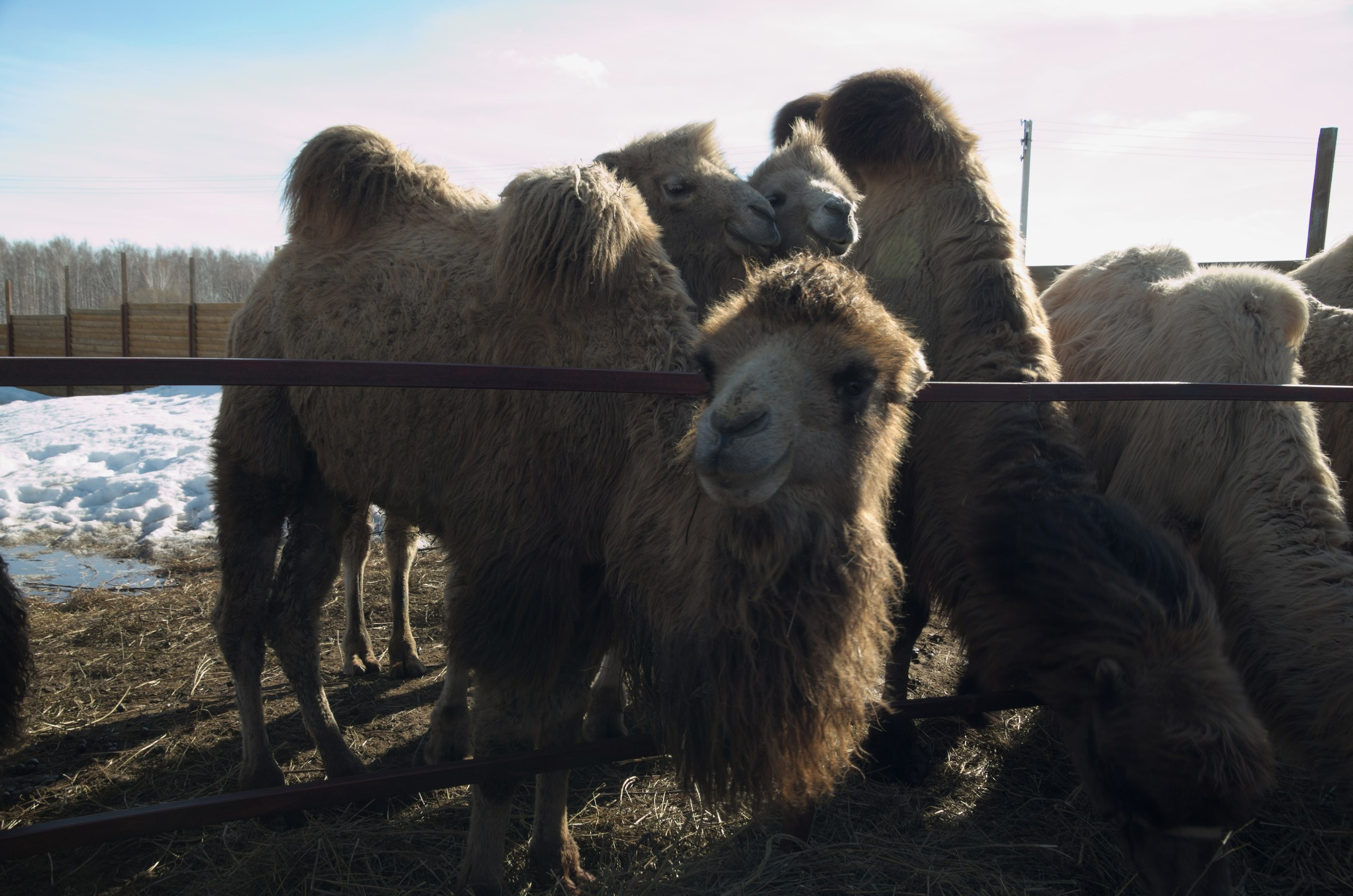 Казань | 24-26.03.2017. Галерея Фантим