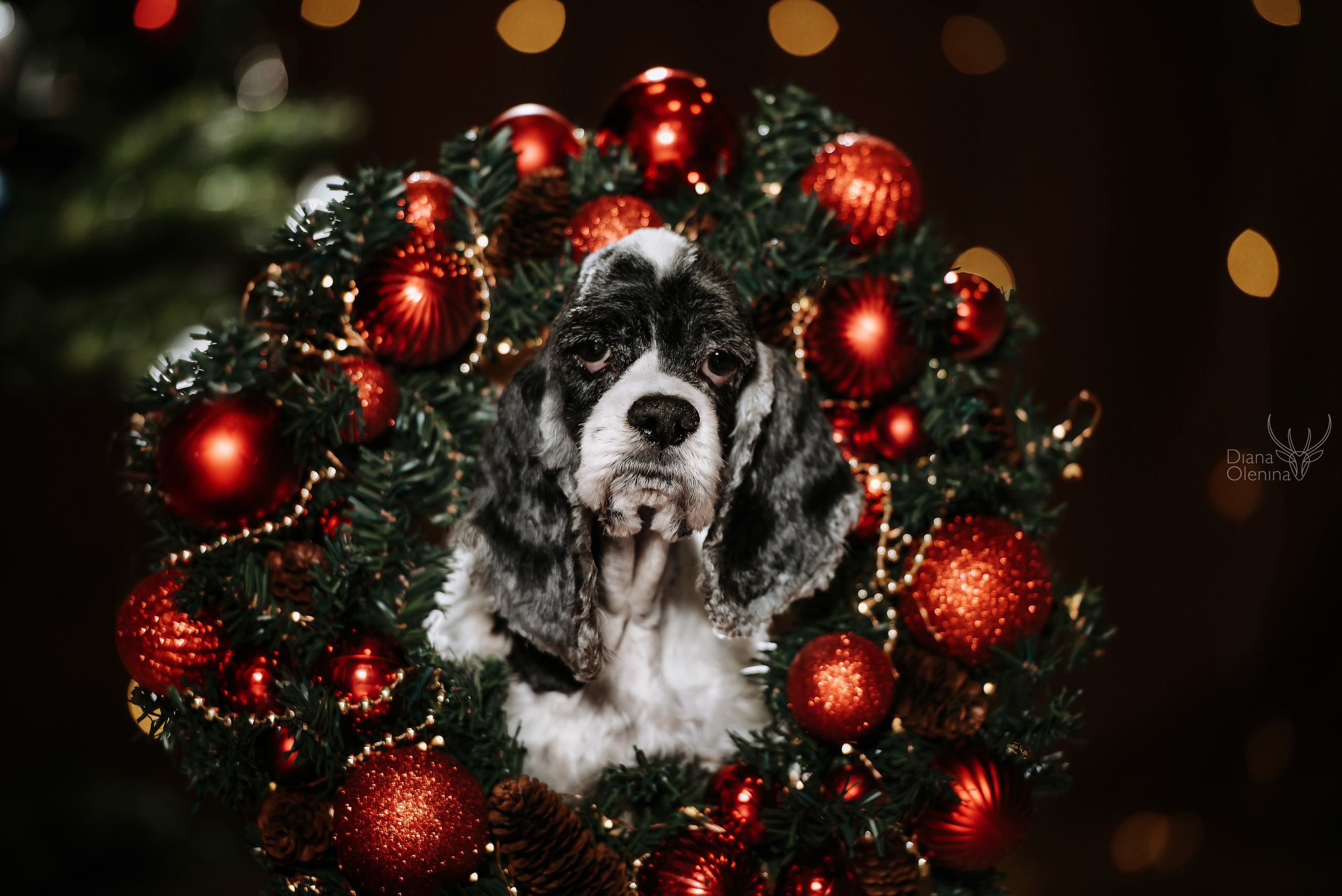 Домашняя фотосессия Братск/Красноярск. Фотограф Диана Оленина Красноярск / Братск