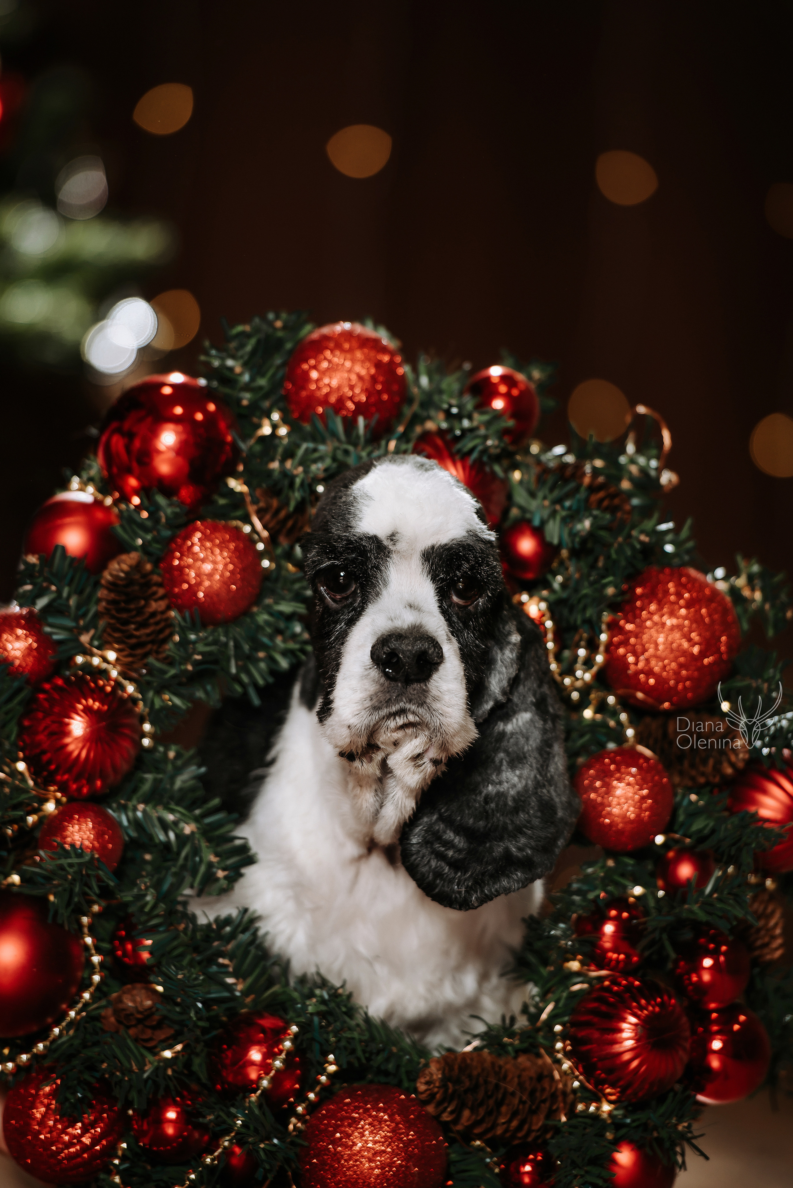 Домашняя фотосессия Братск/Красноярск. Фотограф Диана Оленина Красноярск / Братск