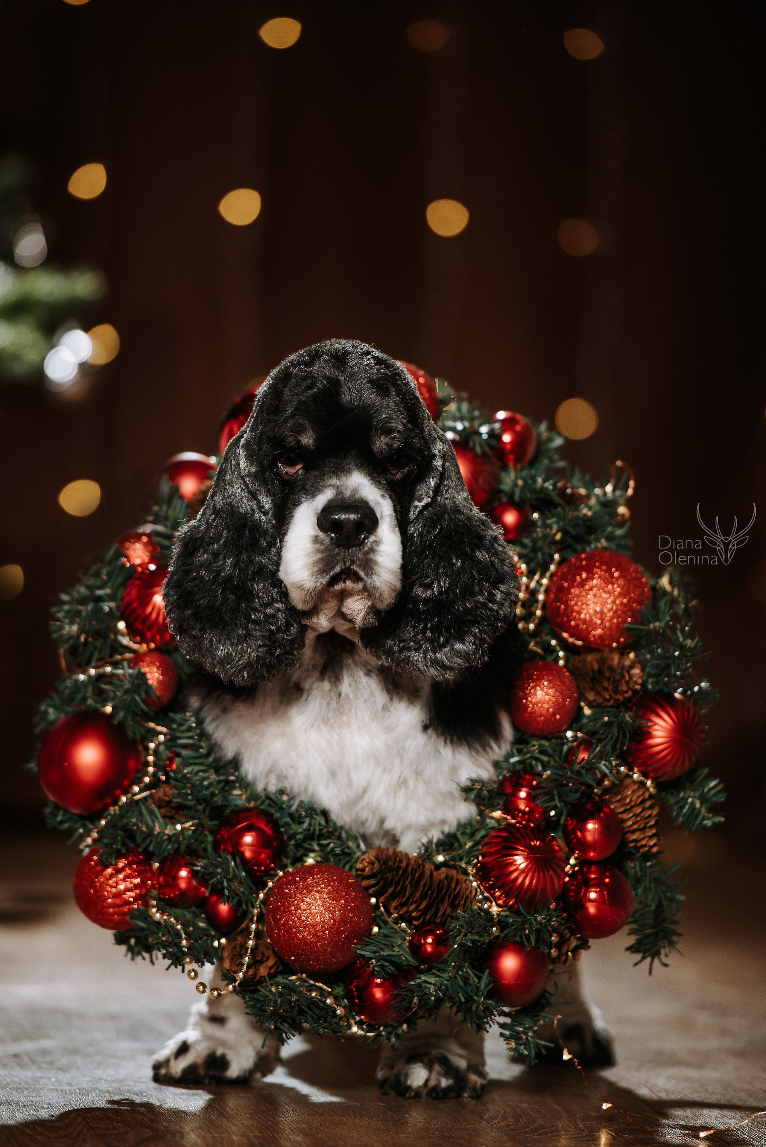 Домашняя фотосессия Братск/Красноярск. Фотограф Диана Оленина Красноярск / Братск