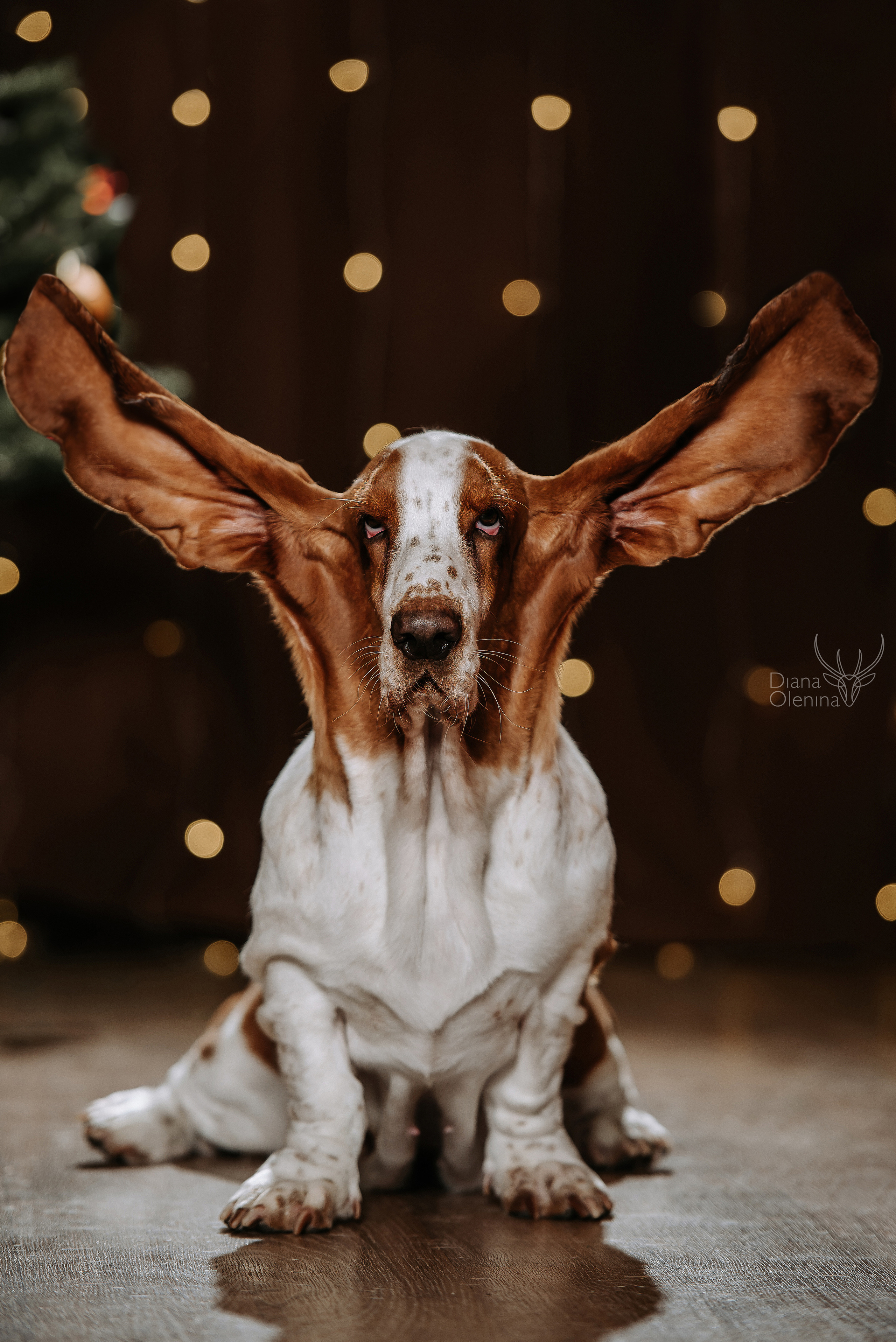 Домашняя фотосессия Братск/Красноярск. Фотограф Диана Оленина Красноярск / Братск