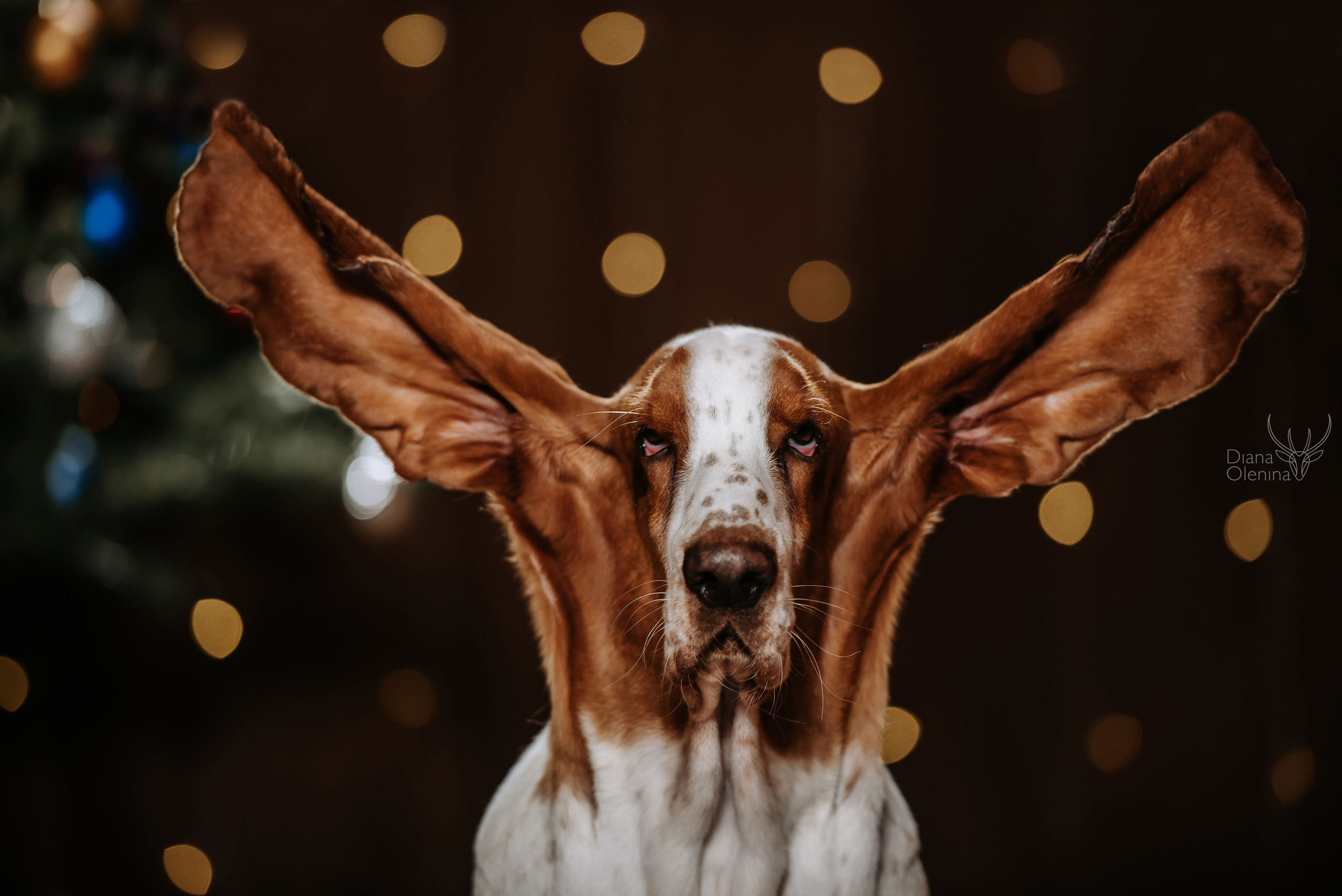 Домашняя фотосессия Братск/Красноярск. Фотограф Диана Оленина Красноярск / Братск