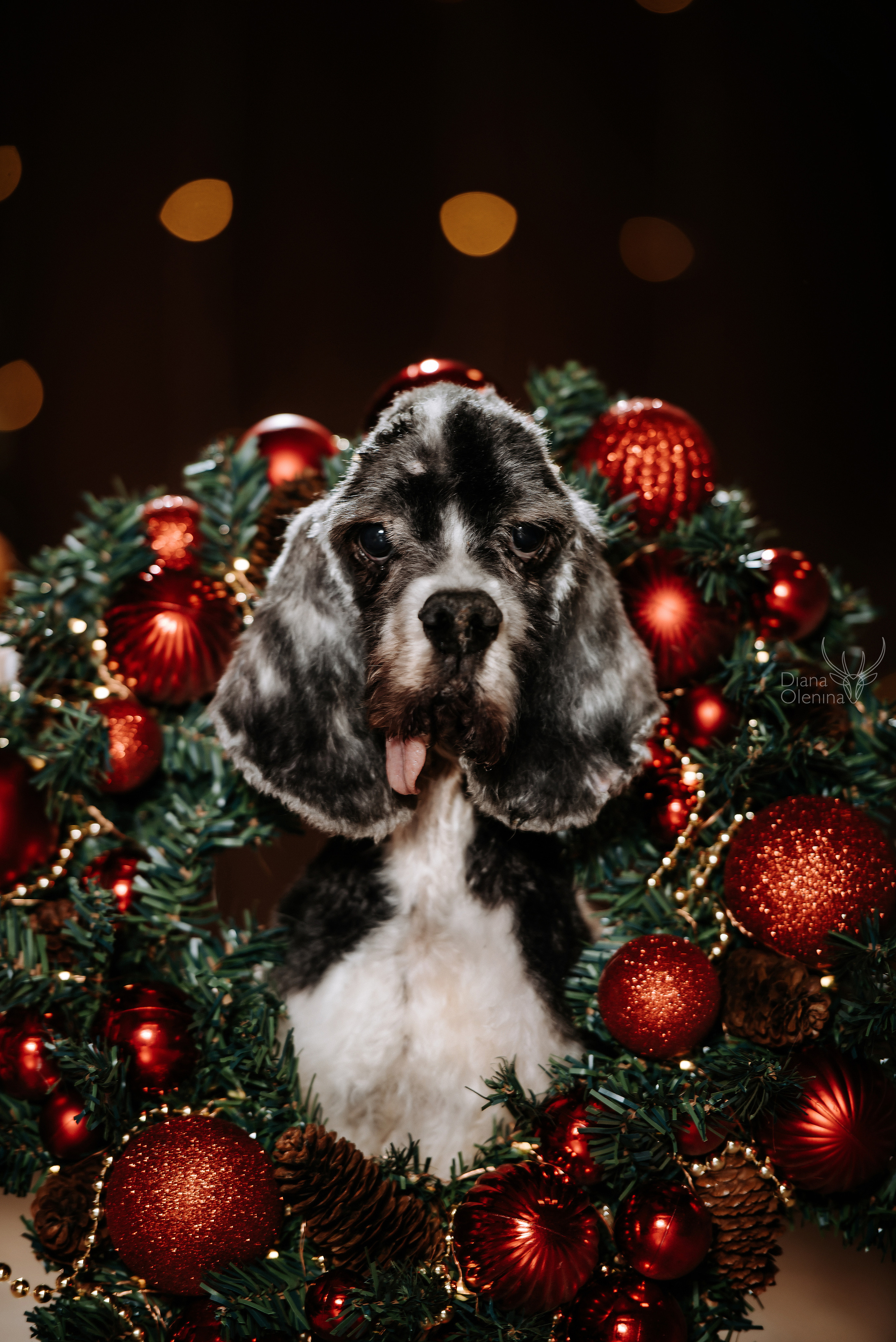 Домашняя фотосессия Братск/Красноярск. Фотограф Диана Оленина Красноярск / Братск