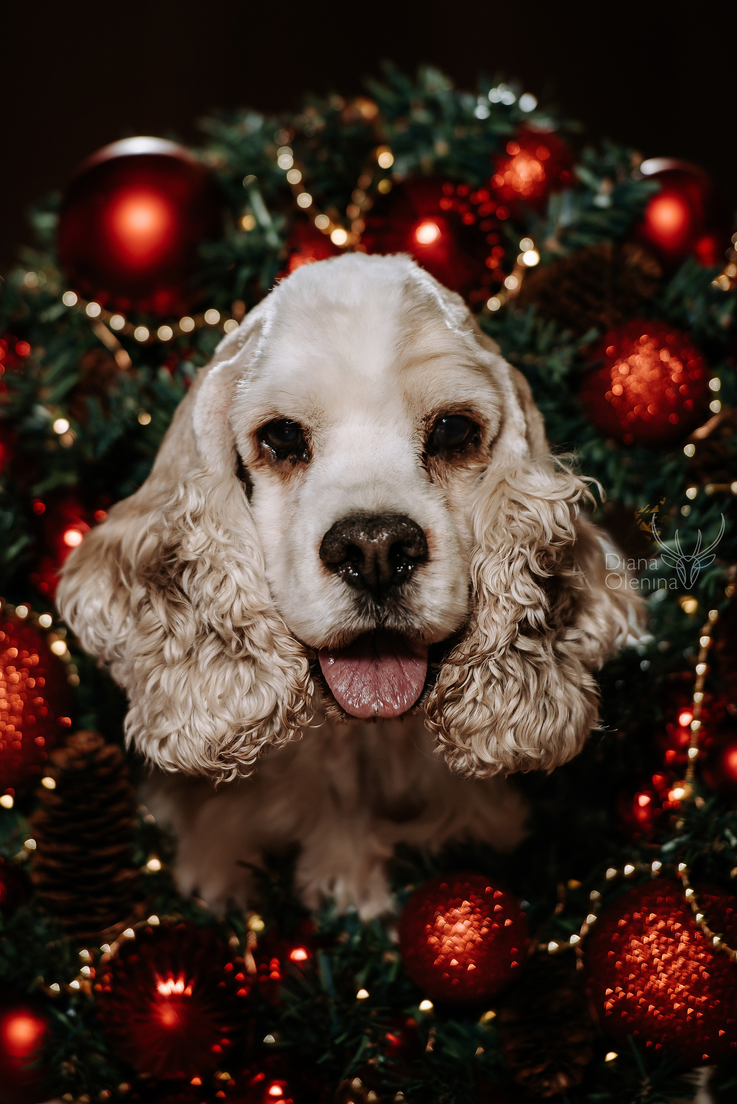 Домашняя фотосессия Братск/Красноярск. Фотограф Диана Оленина Красноярск / Братск