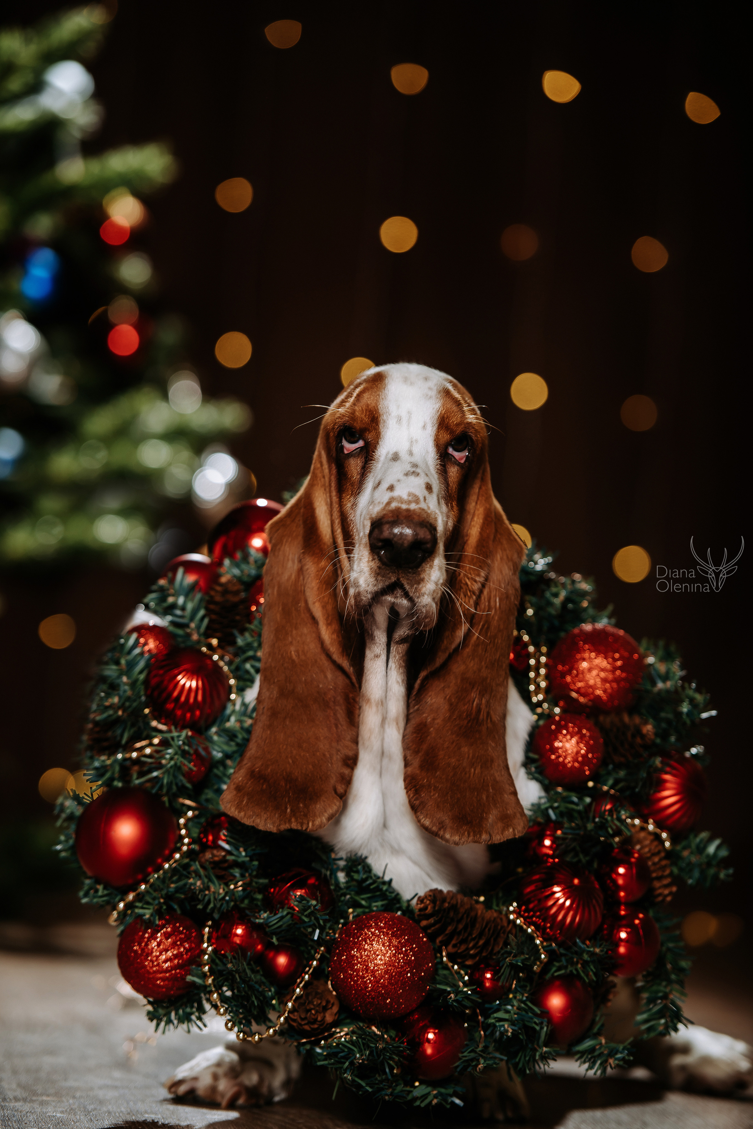 Домашняя фотосессия Братск/Красноярск. Фотограф Диана Оленина Красноярск / Братск