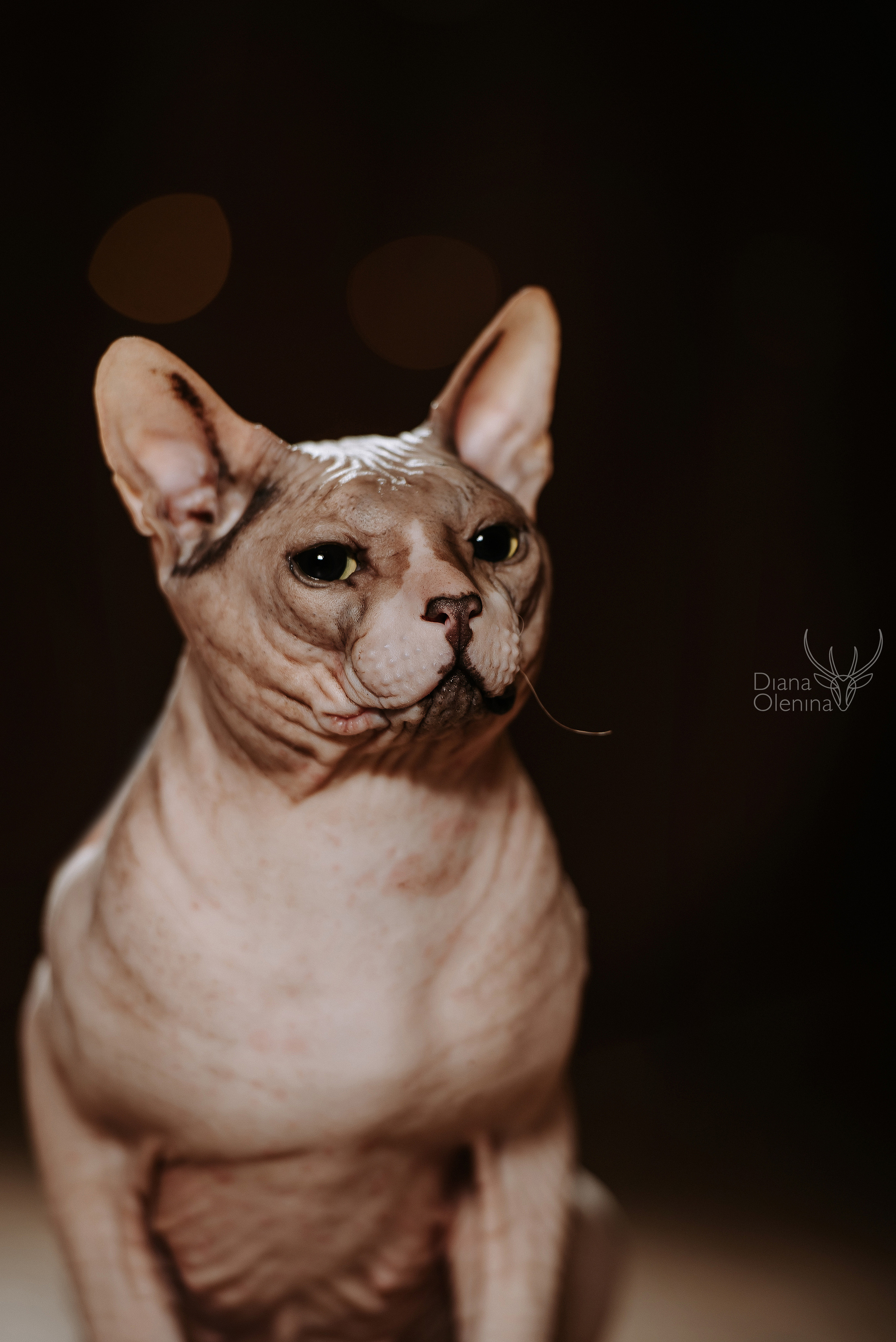 Домашняя фотосессия Братск/Красноярск. Фотограф Диана Оленина Красноярск / Братск