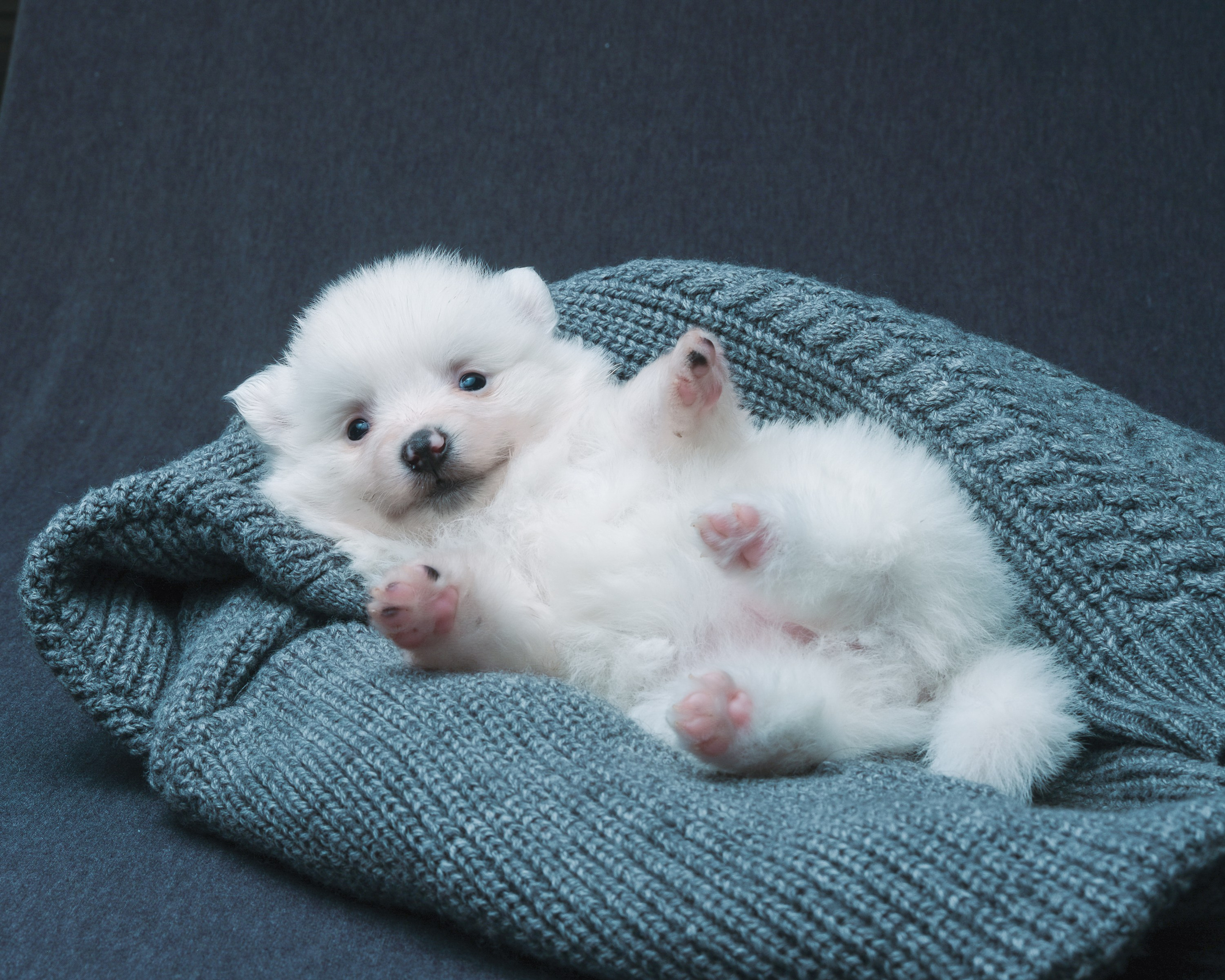 Съемка животных, собак, щенков, фото помета, портрет питомцев. Портретный и семейный фотограф в Перми Лена Лоза. Портрет для бизнеса