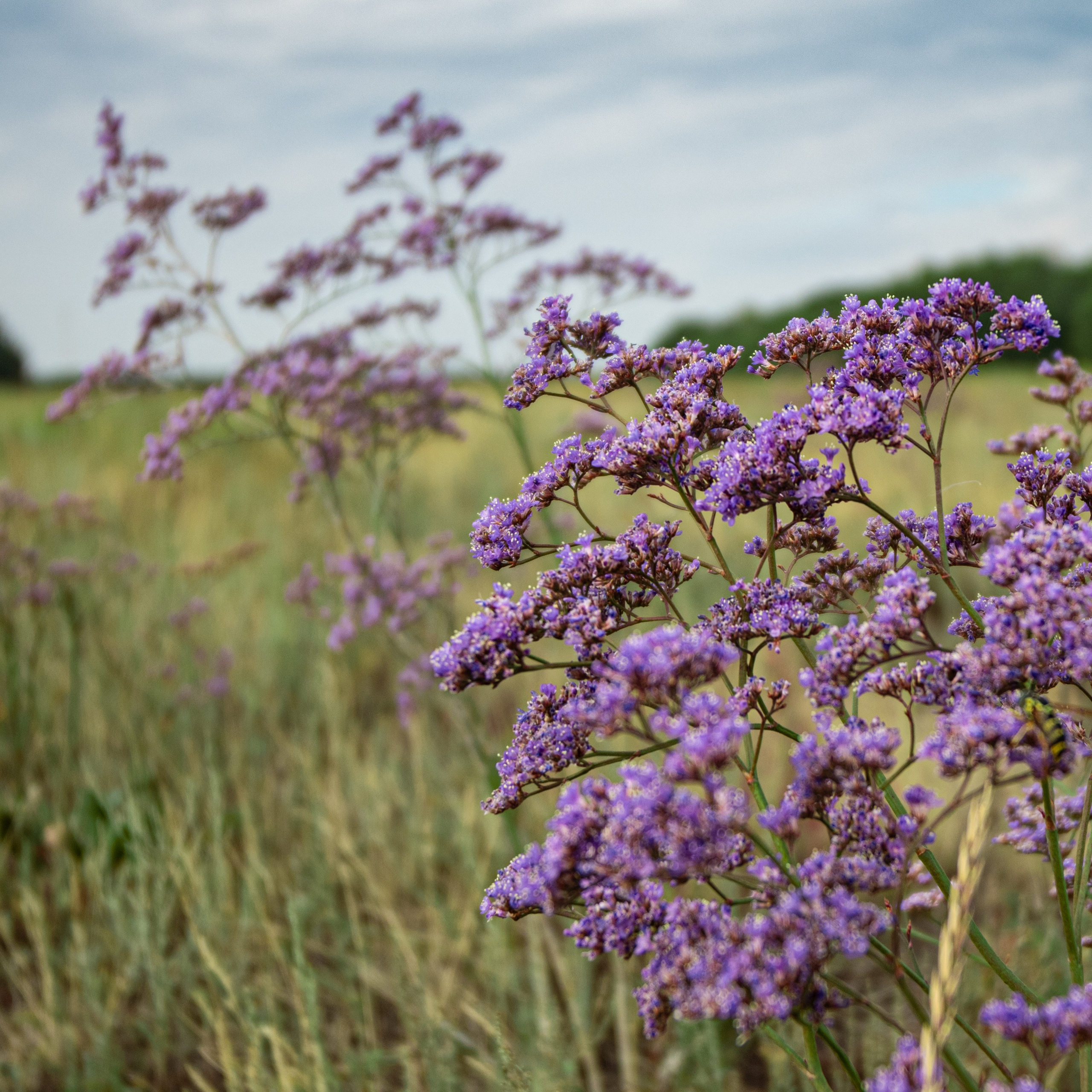 Природа Самарской области в кадре. Дикие степи, Жигулёвские горы и волжские просторы — авторские фотографии уникальных ландшафтов. Фотограф Самара — репортажная, свадебная, интерьерная съёмка от Ильи Петрова, профессионала своего дела