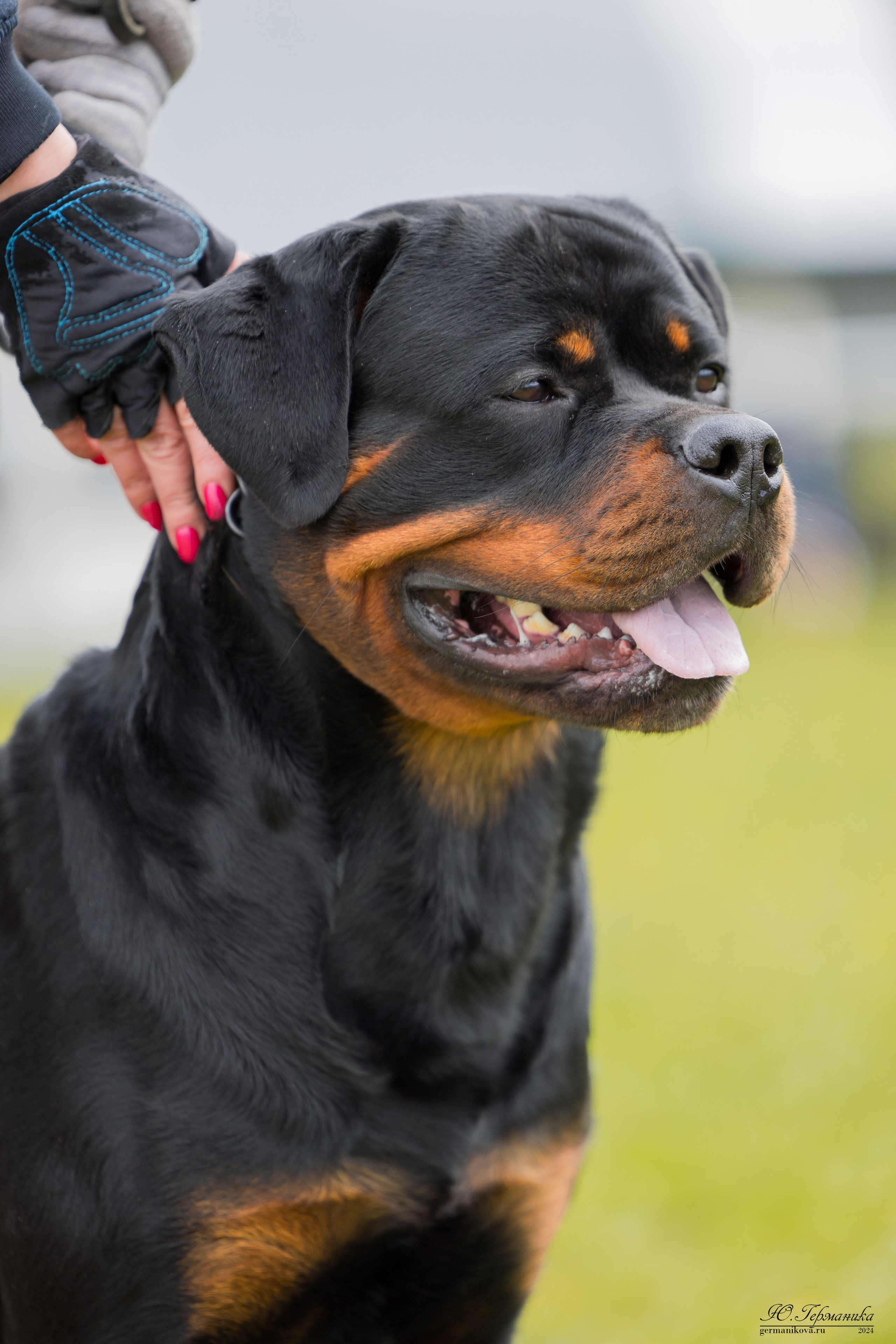 Нижний Новгород 11-12.05.2024 моно ротвейлеров. Фотограф-анималист Юлия Германика