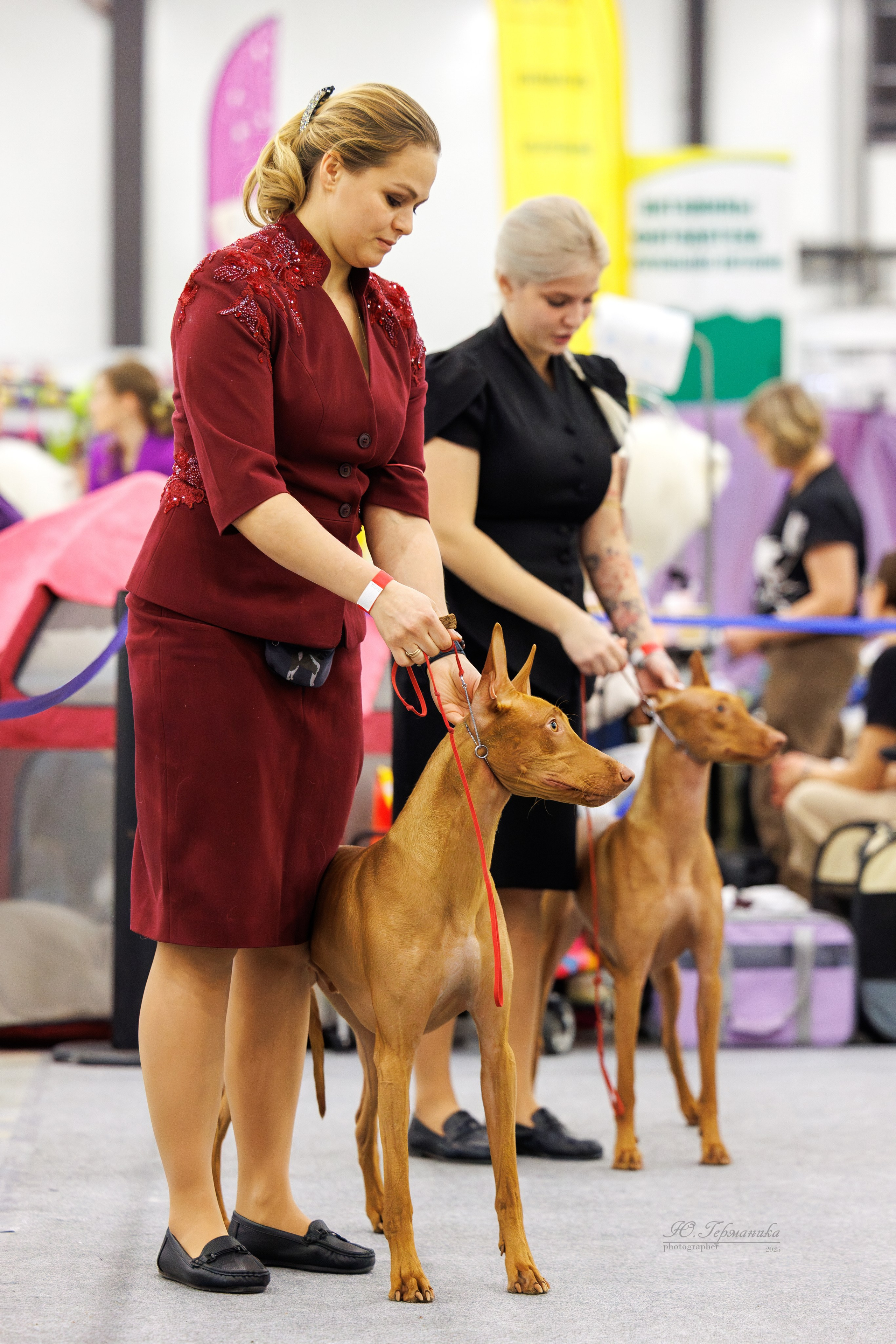 Питер 12-13.12.2025. Фотограф-анималист Юлия Германика