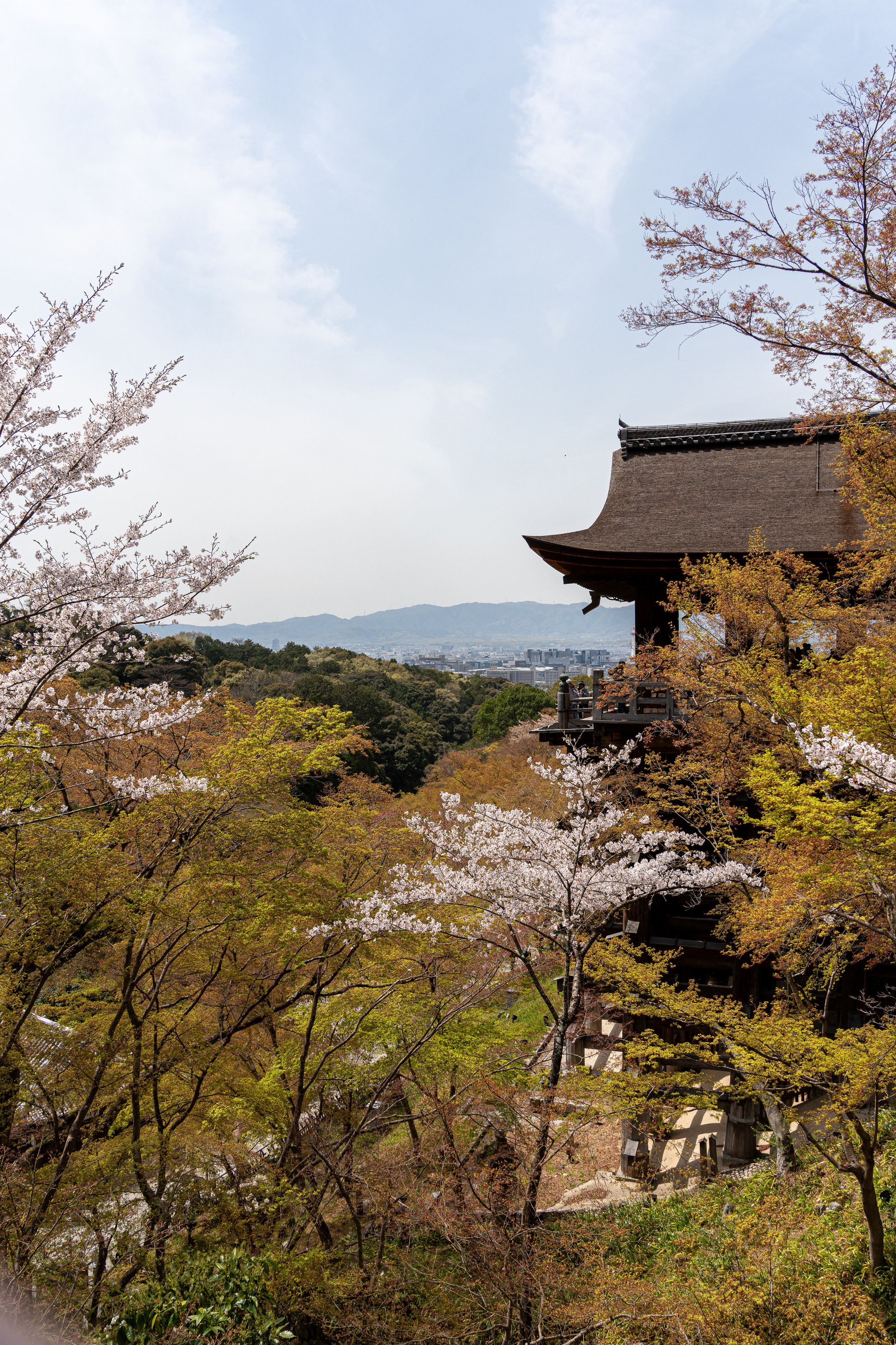 Япония, сакура. Творческие сьемки