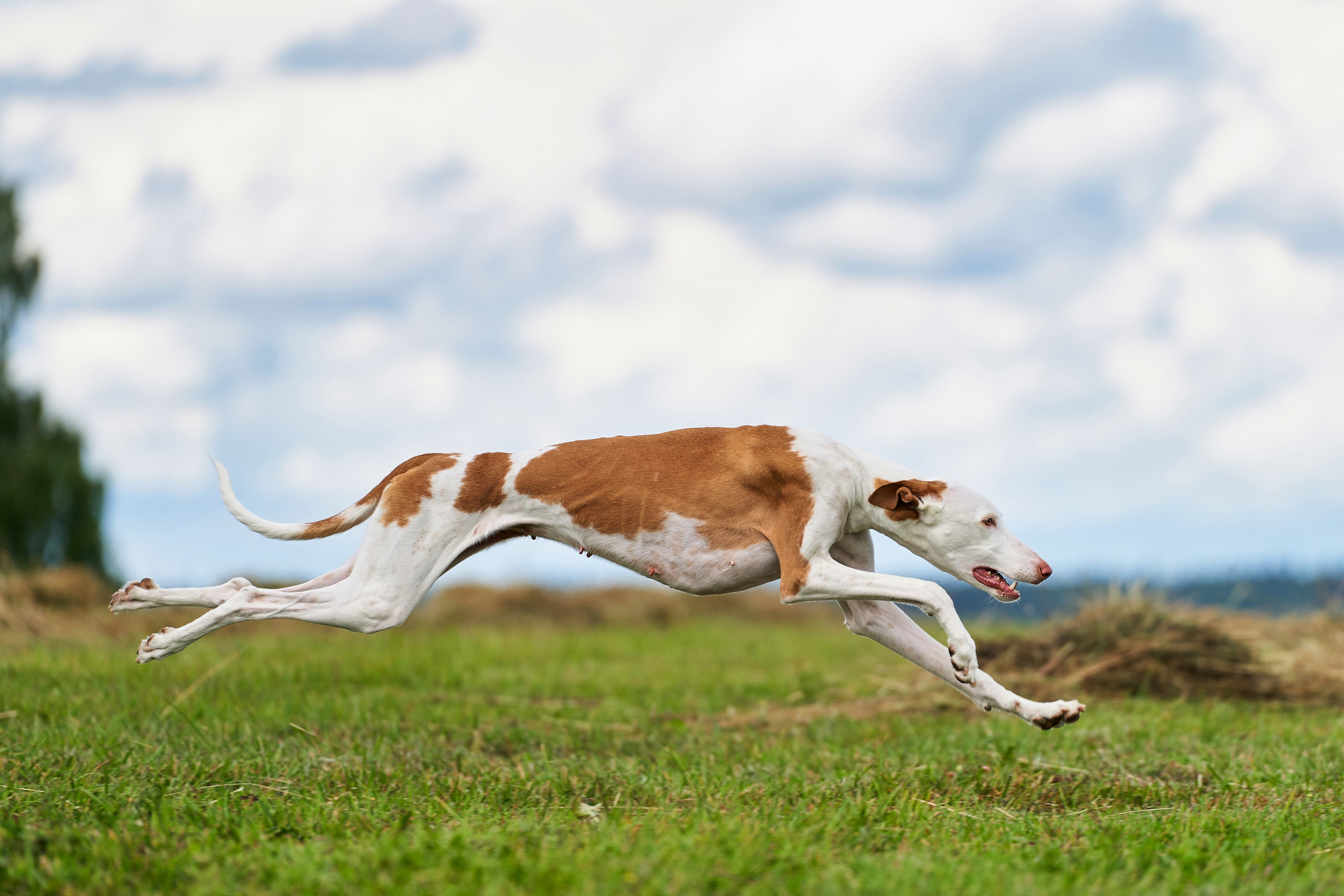 Репортажная съемка. Фотограф-анималист Михаил Манухин