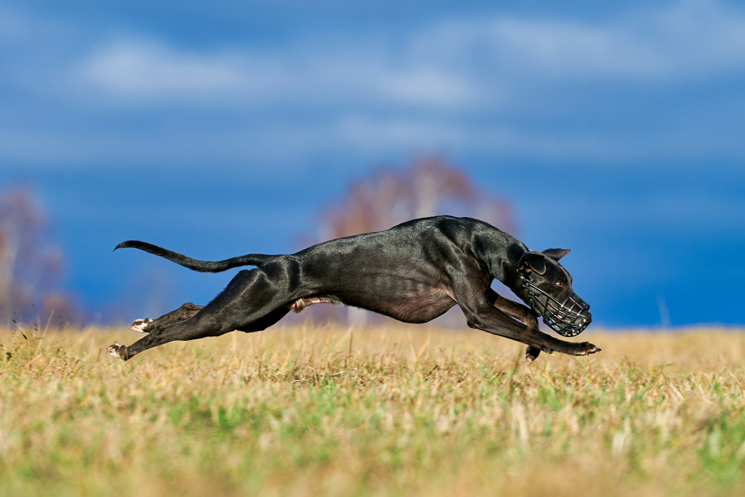 Репортажная съемка. Фотограф-анималист Михаил Манухин