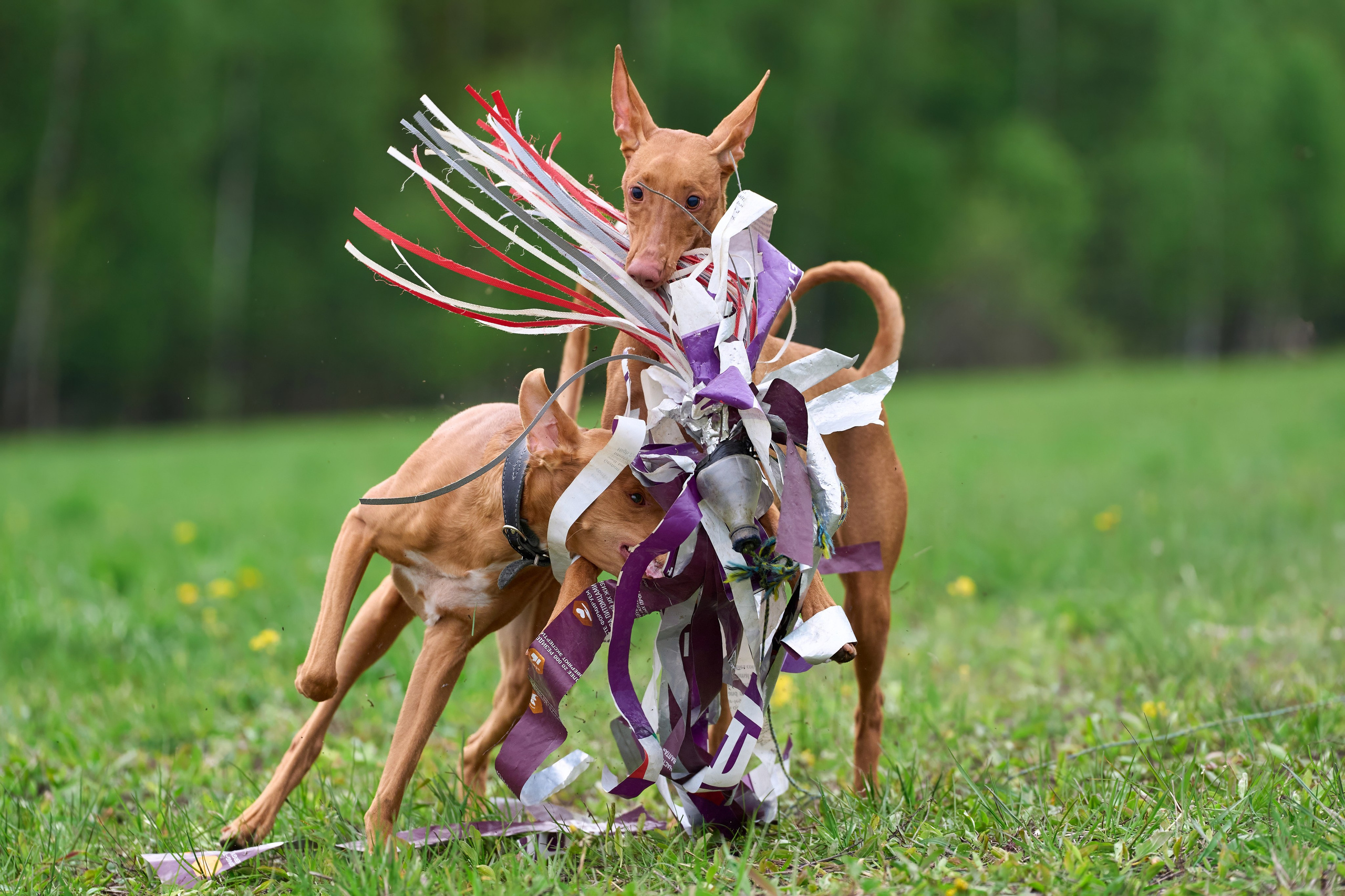 Тренировка по курсингу Донино. Фотограф-анималист Михаил Манухин